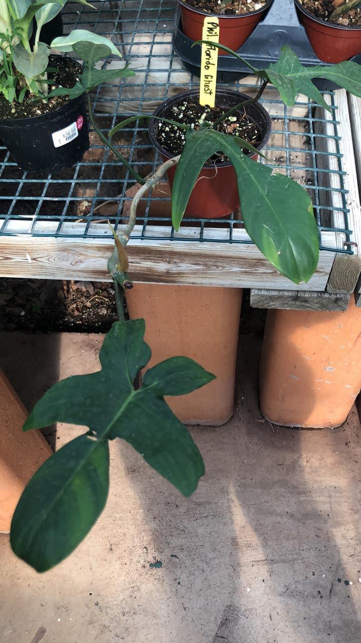 Is this a Florida ghost (as it says) or a pedatum or squamiferum? r