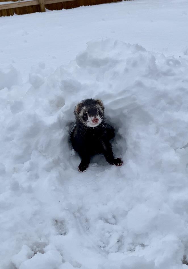 Arctic Ferret!! ️😂 r/ferrets