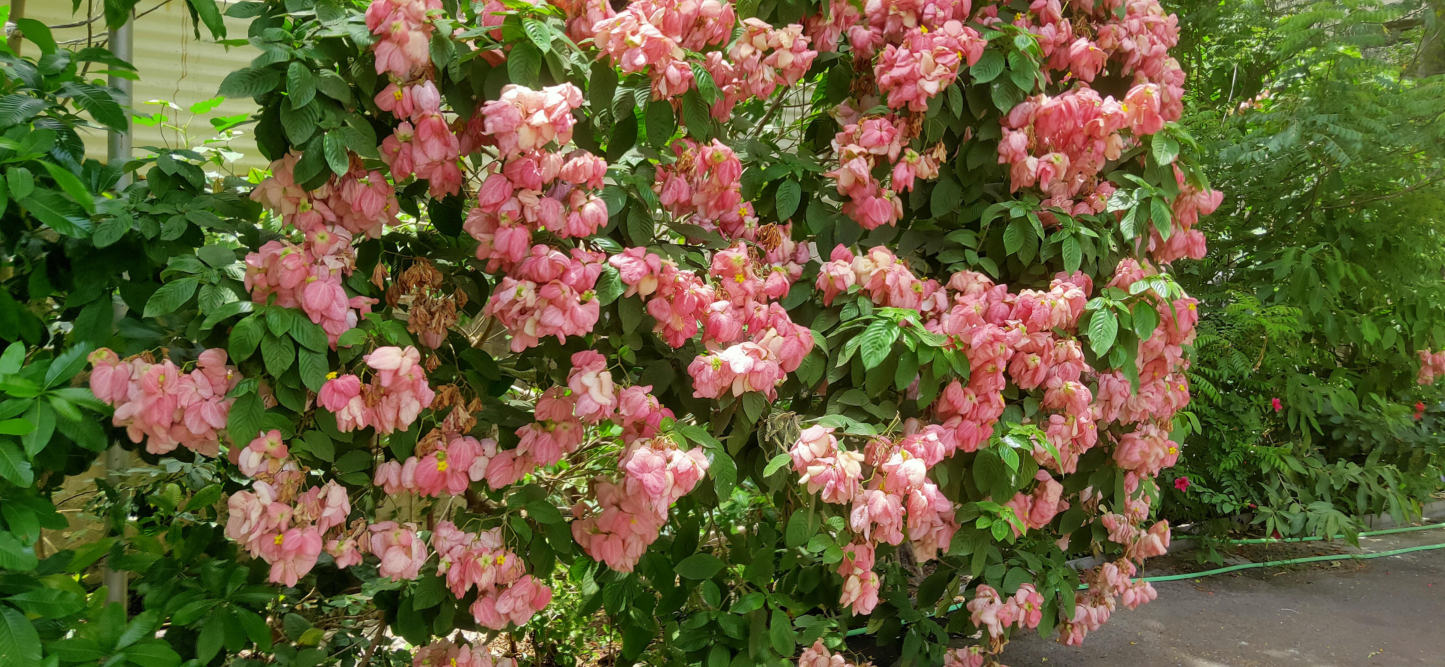 What are these flowers called? r/flowers