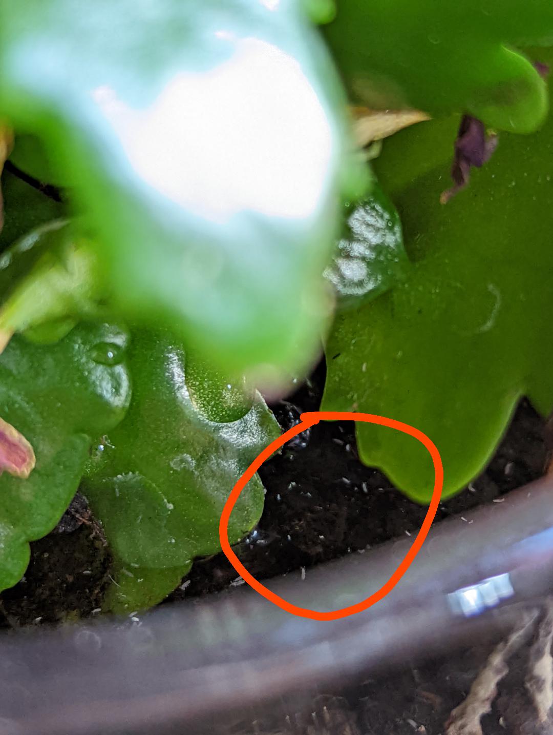 Not sure where else to post this but what are these small white things