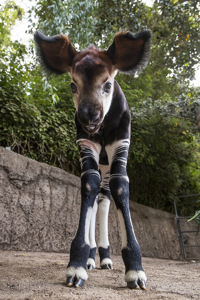 don't how cute Okapi babies are!! r/aww