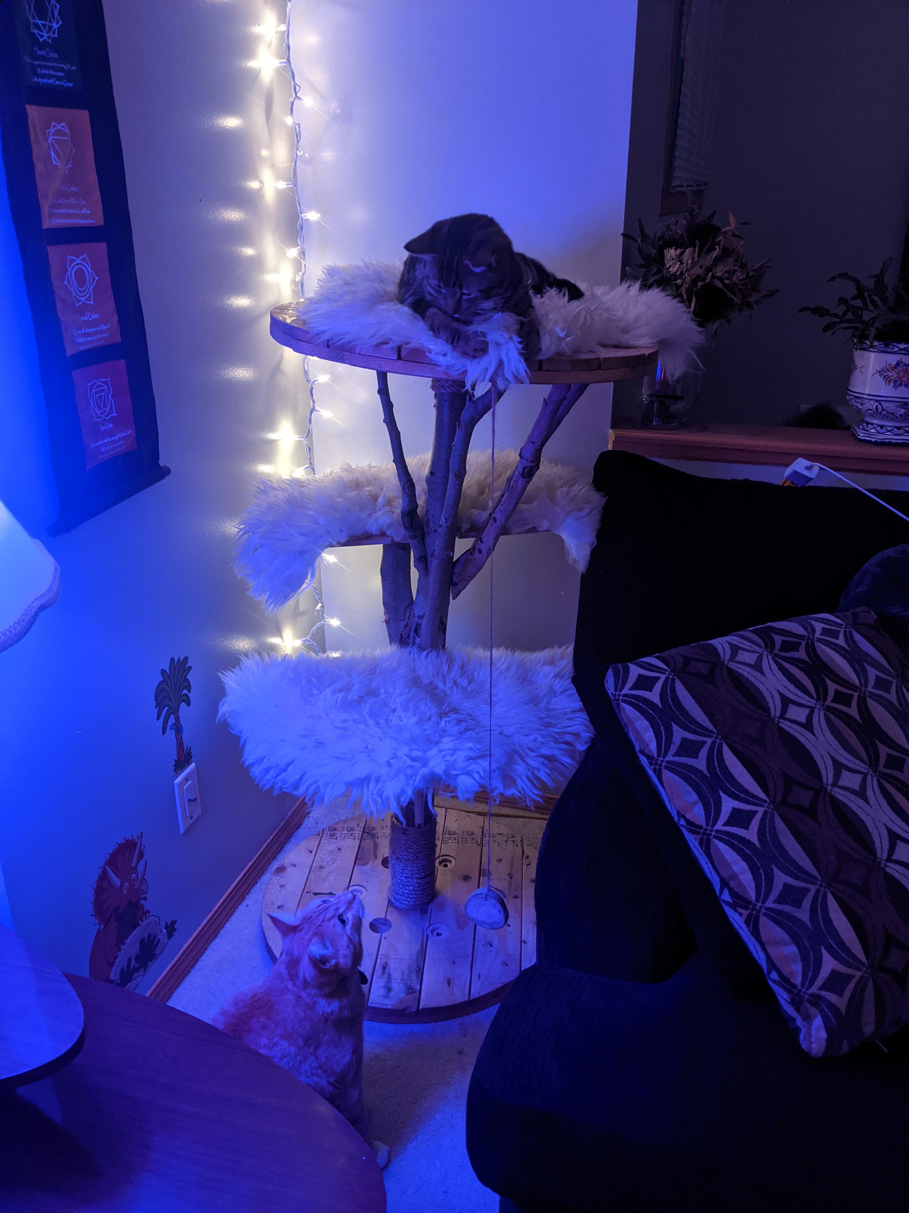 Repurposed spool into cat tree r/BeginnerWoodWorking