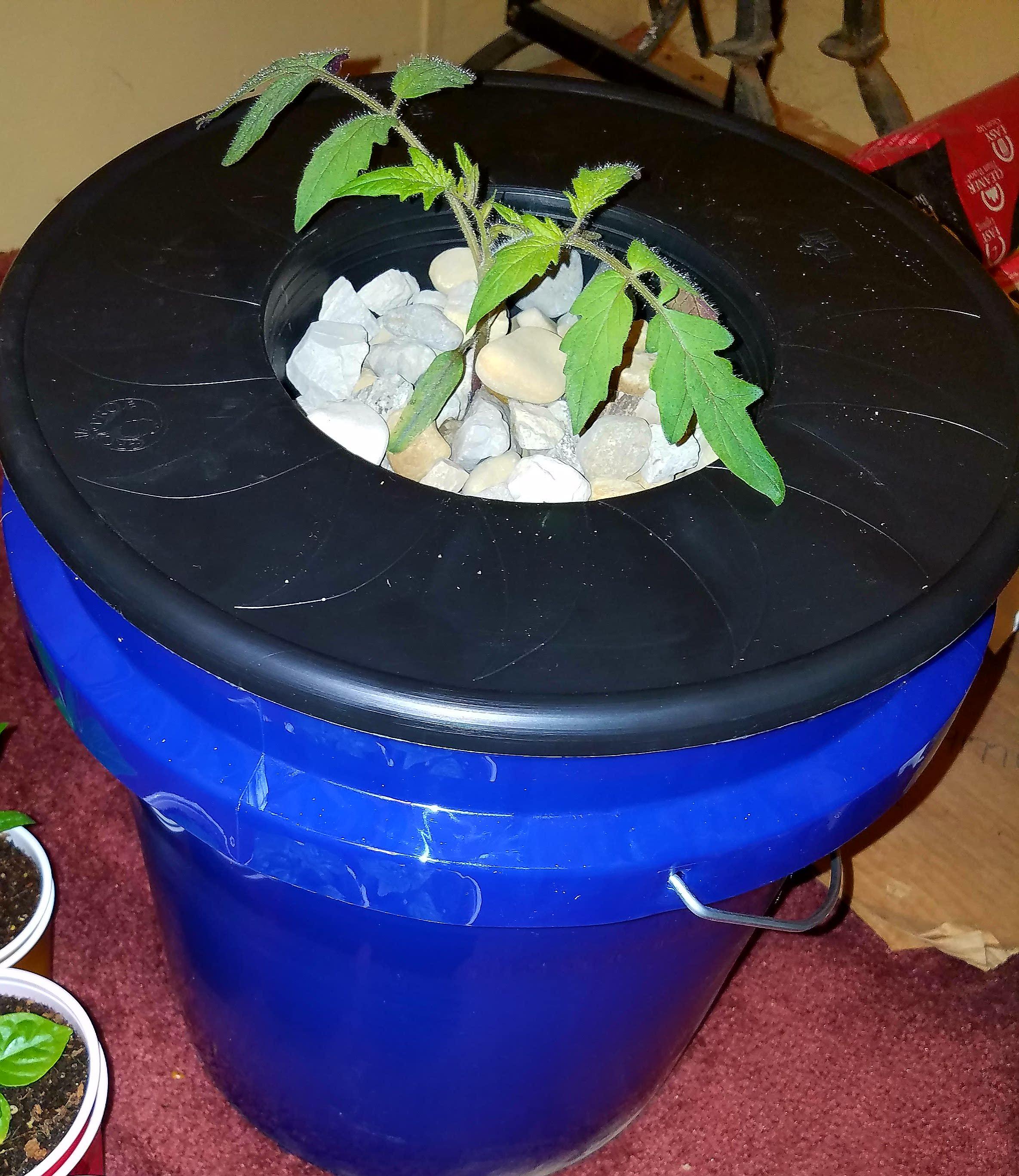 First time trying the Kratky method. I placed the tomato under a grow