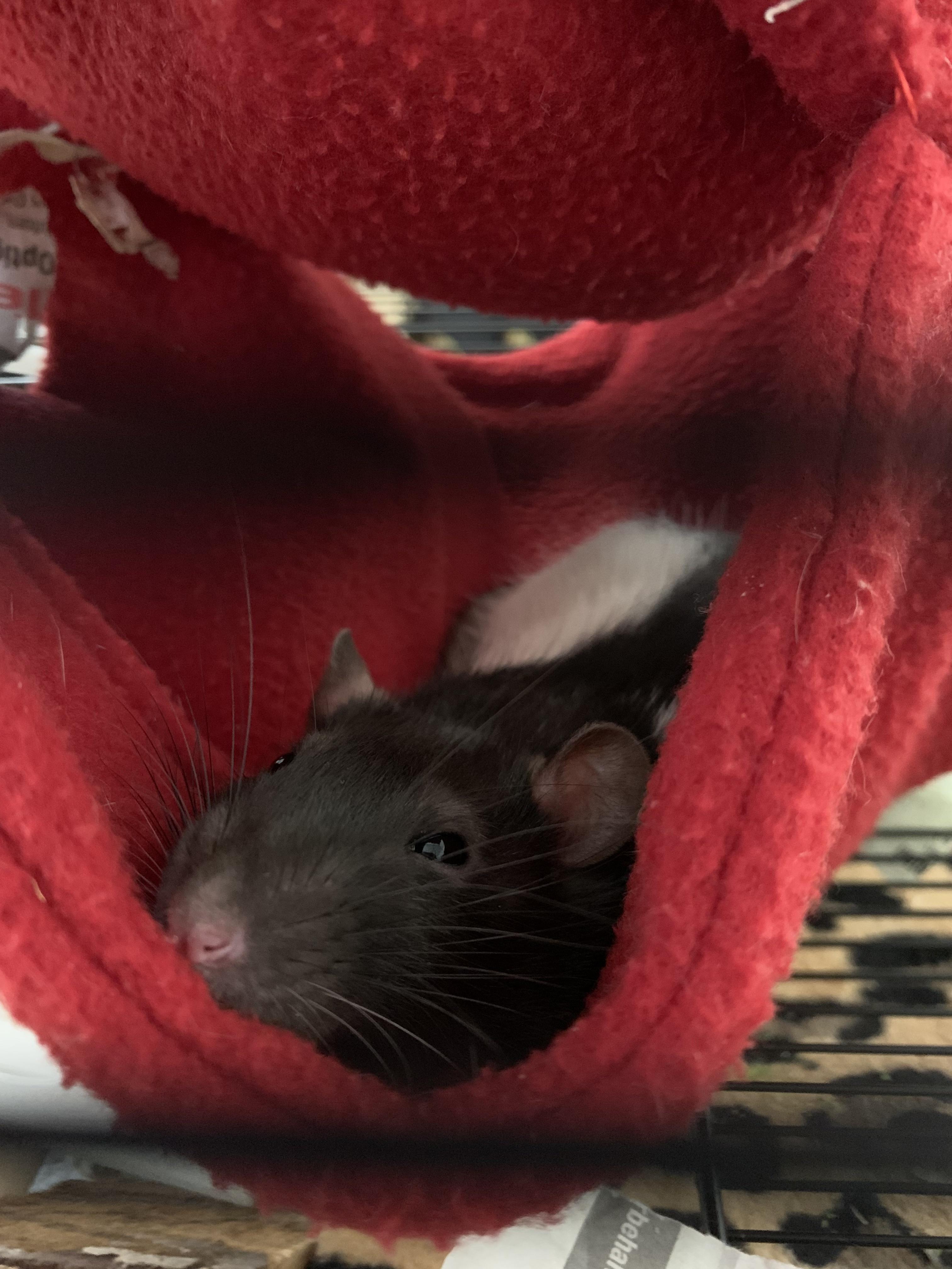 Hello i just need some positive vibes/prayers cuz im alone at the vets