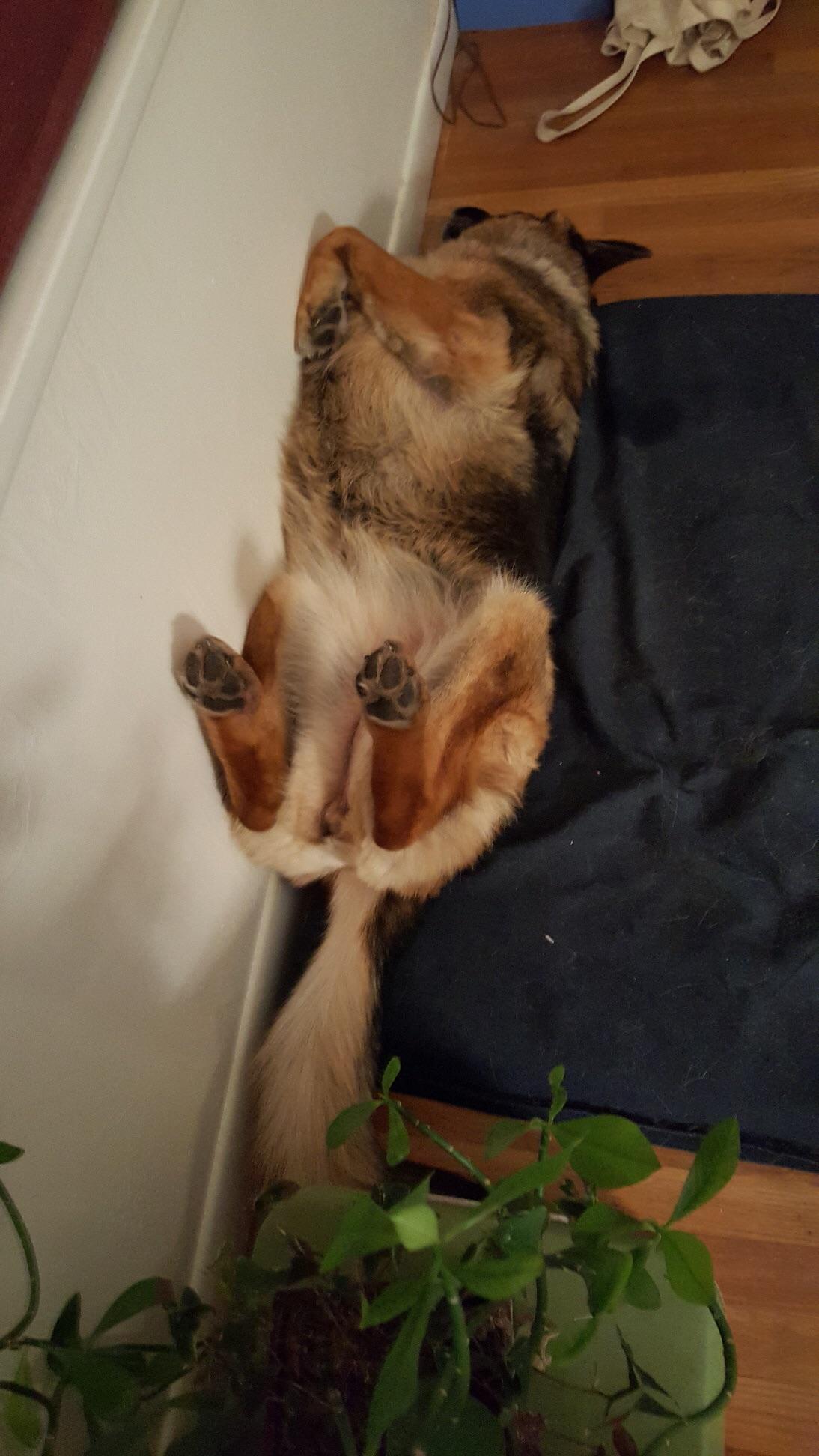 My dog sleeps against the wall like this every night r/curledfeetsies