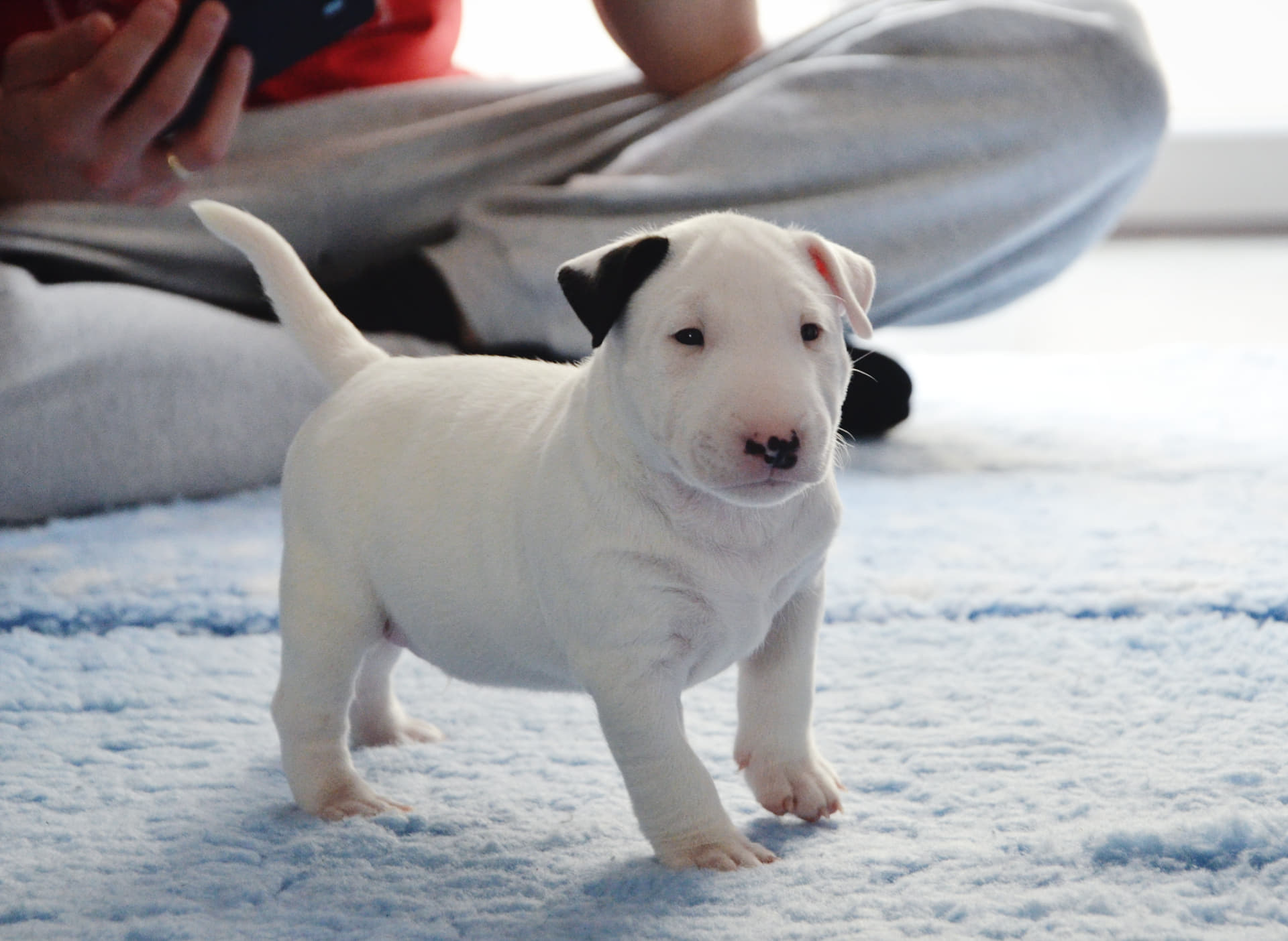 Look at that proud mini bull Terrier)) aww