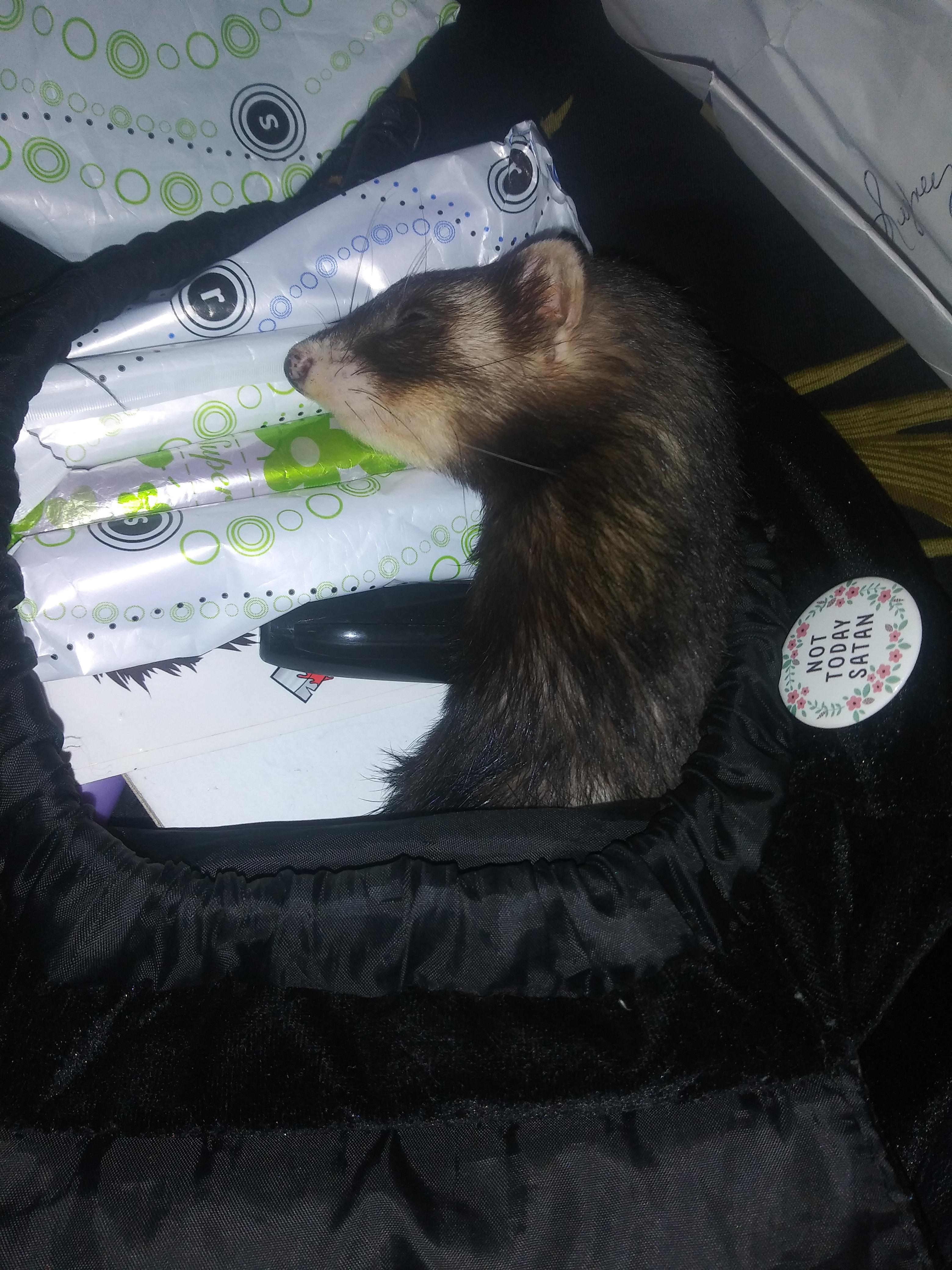 Maybe TMI but my ferret loves my purse and has literally made a pillow