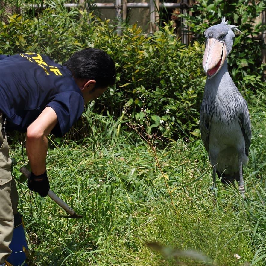 Yessssss pathetic human, GROVEL. ShoebillStorks