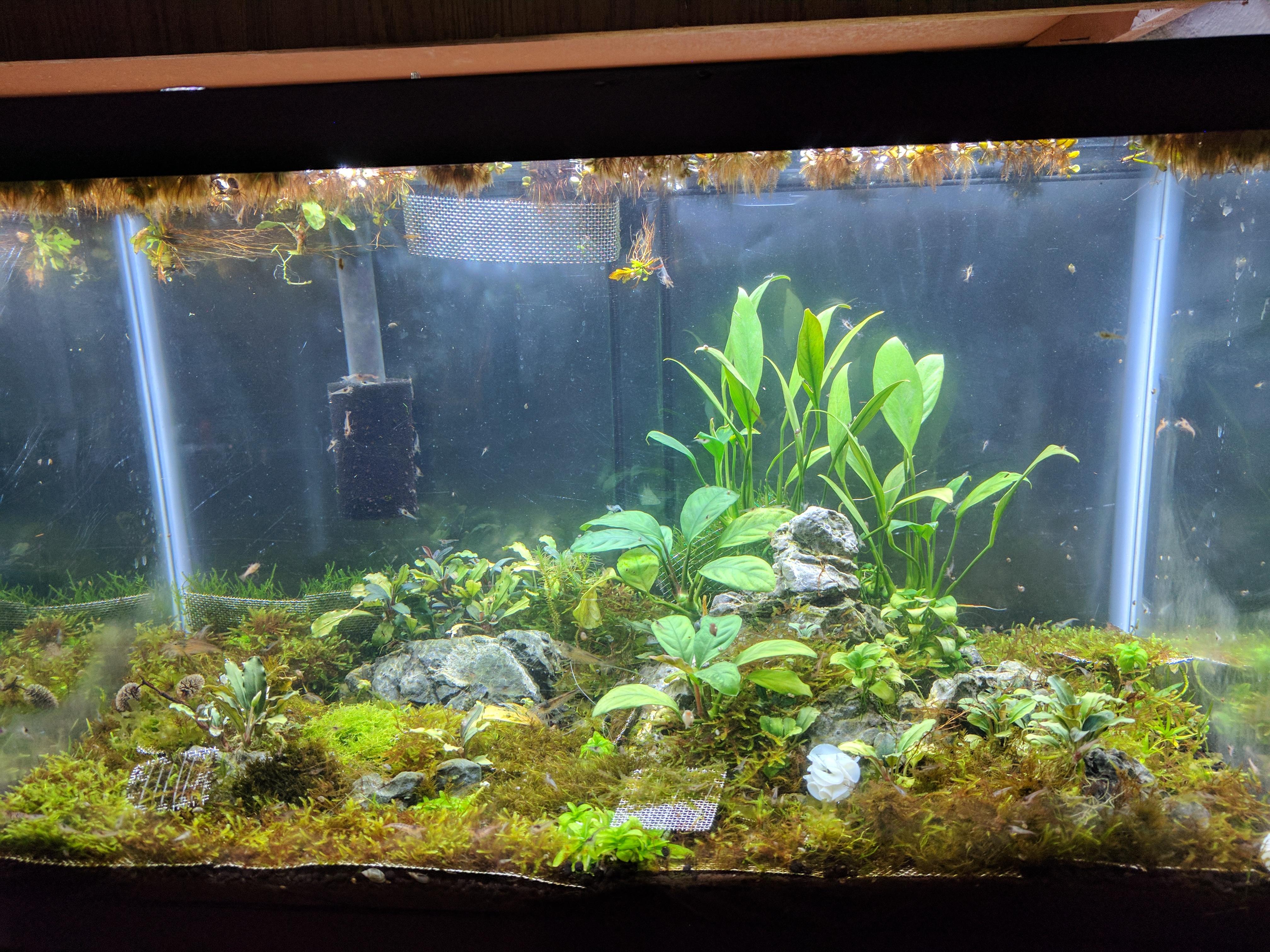 10g planted shrimp tank Aquariums