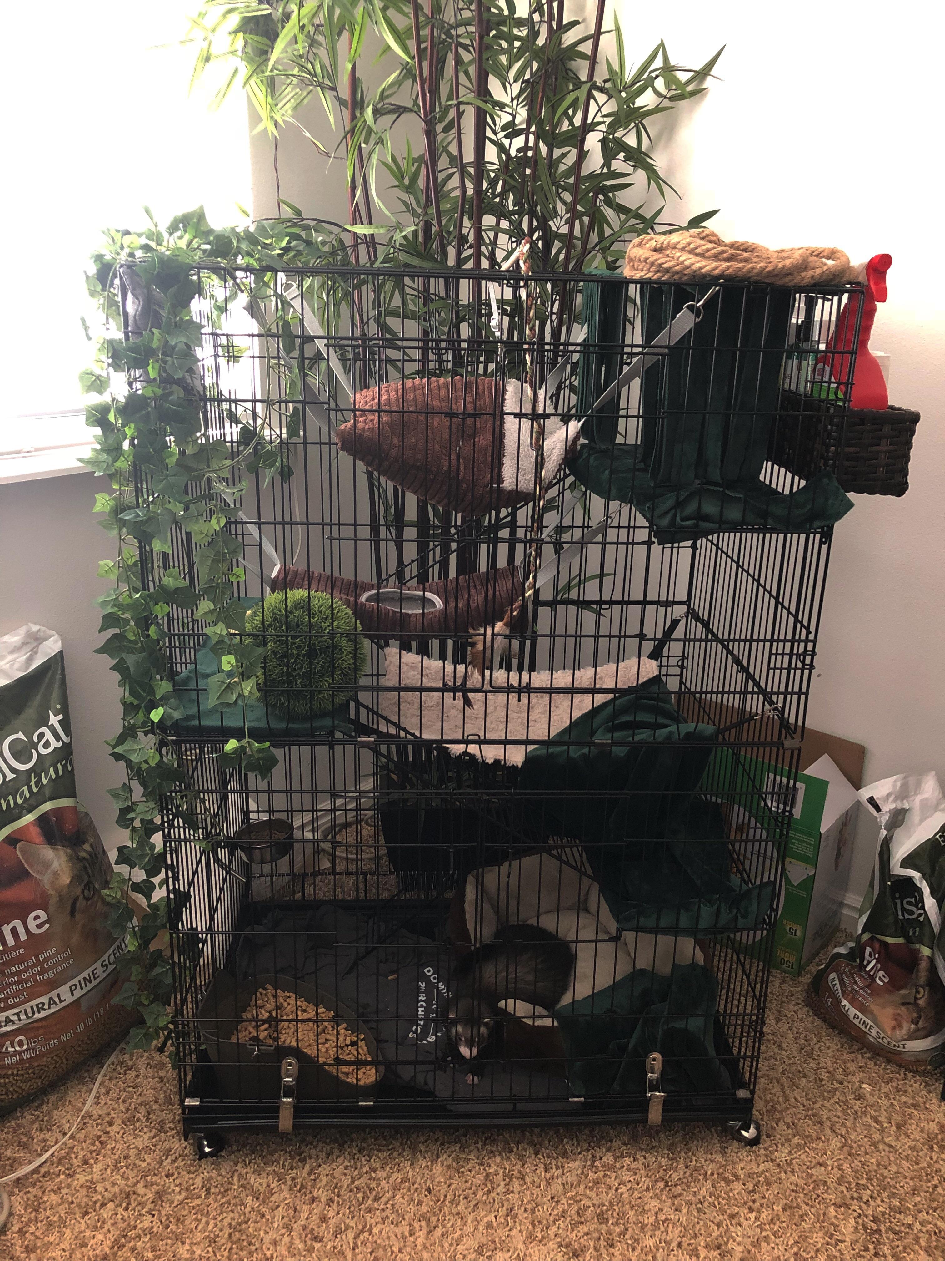My ferret’s new jungle cage 🌿 r/ferrets