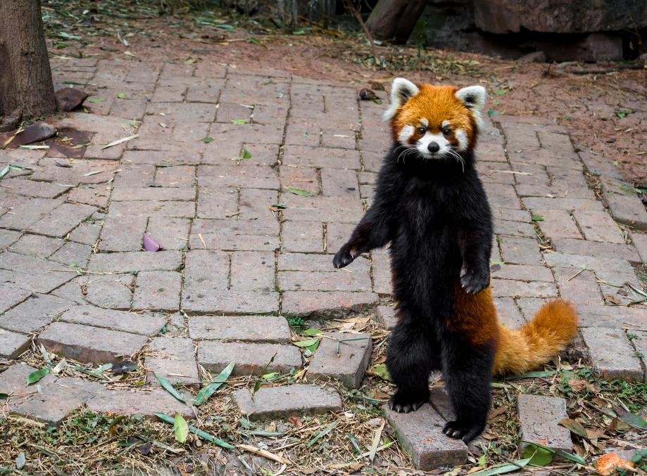 PsBattle red panda standing up