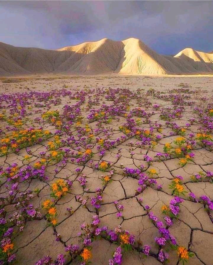 🔥 Wildflowers blossom in California's deserts during "Super Blooms