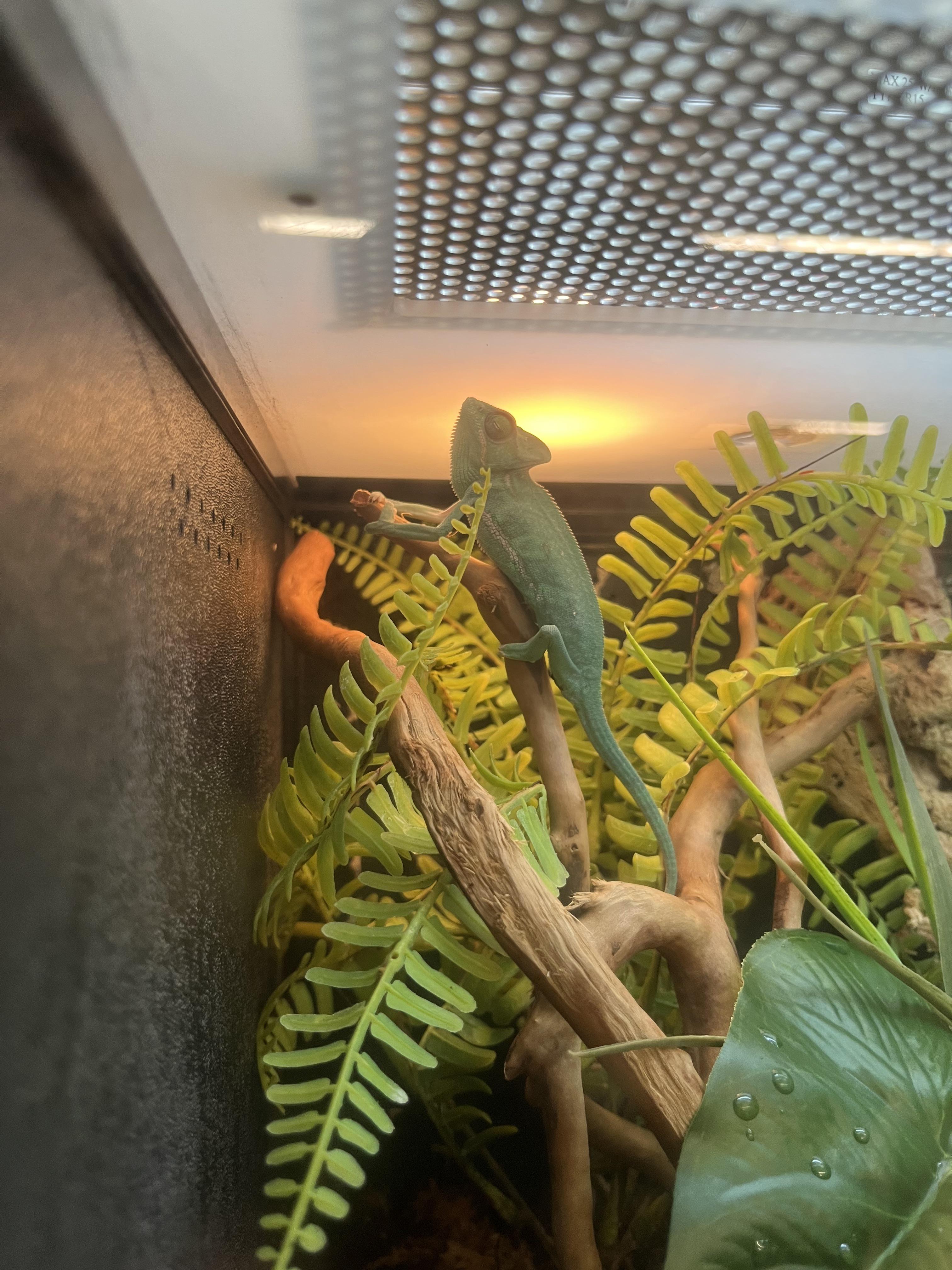 Petsmart r/Chameleons