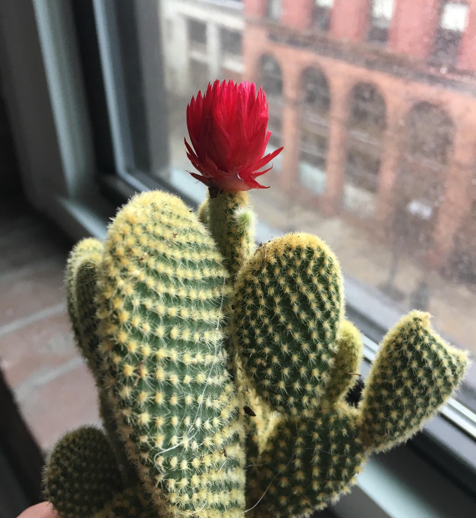 I’ve had this cactus for 2 years and just realized the flower is