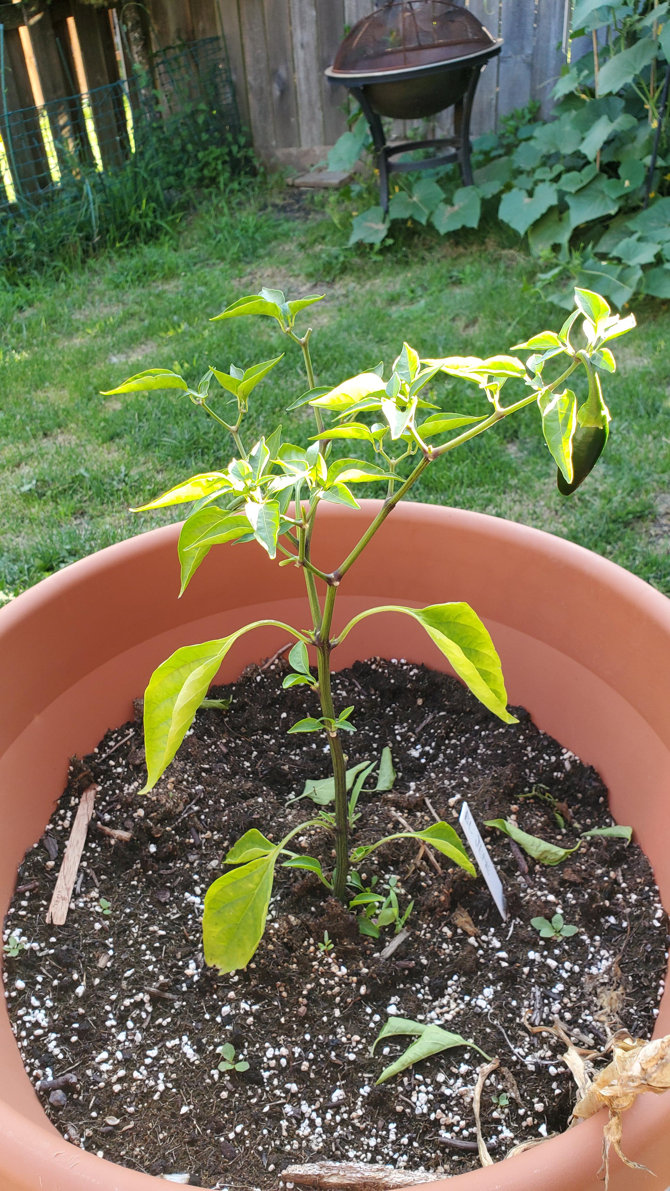 My jalapeno stopped flowering? Advice? r/gardening