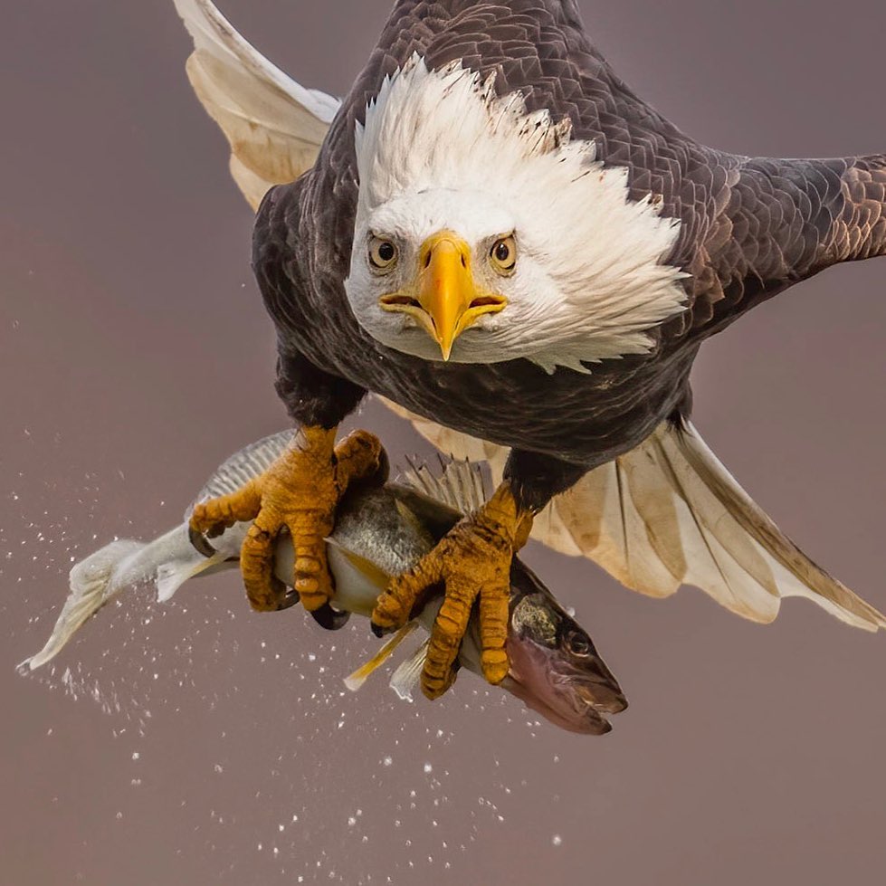 Bald Eagle catching a fish r/HardcoreNature