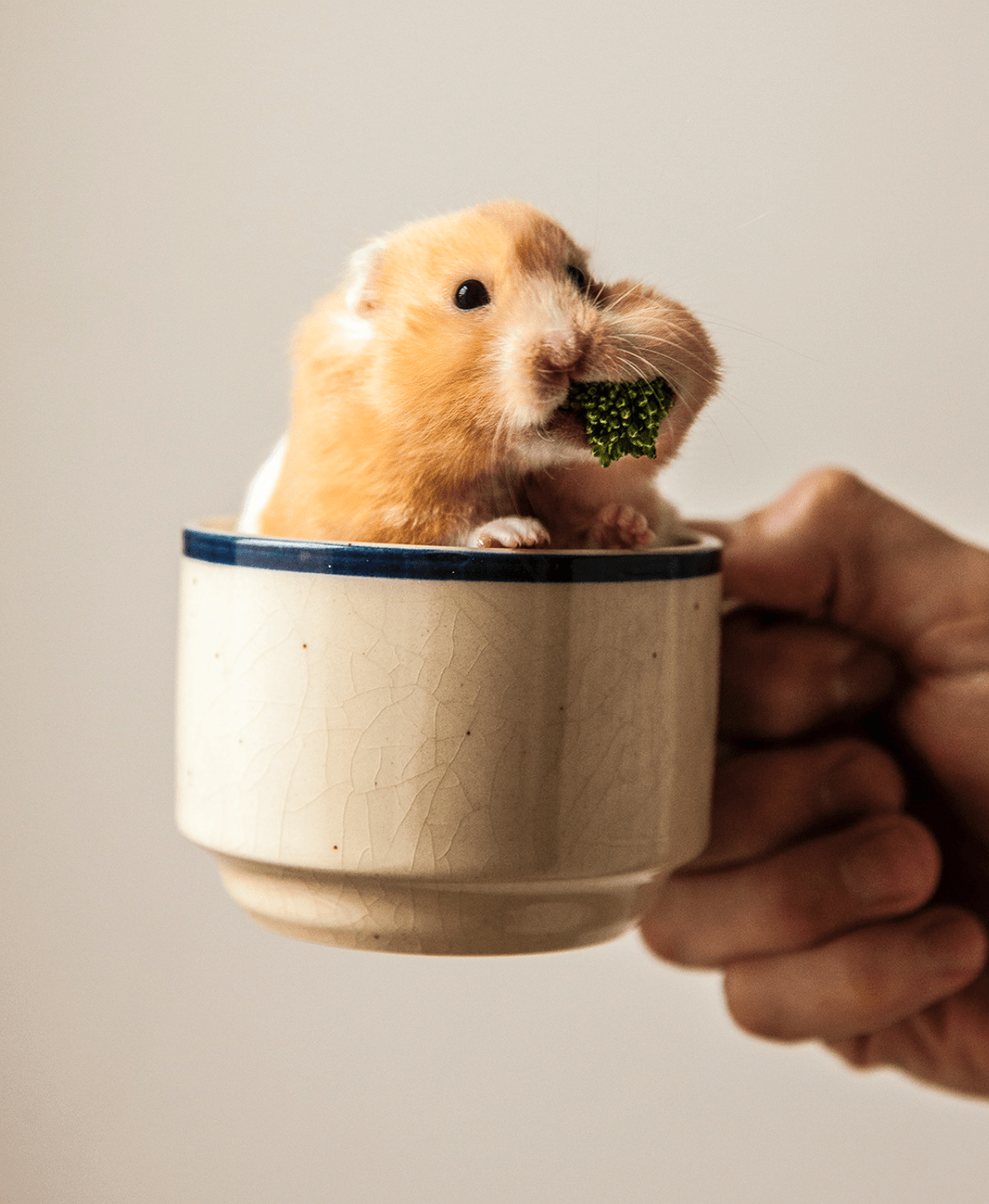 Enjoy this hamster enjoying broccoli r/Eyebleach
