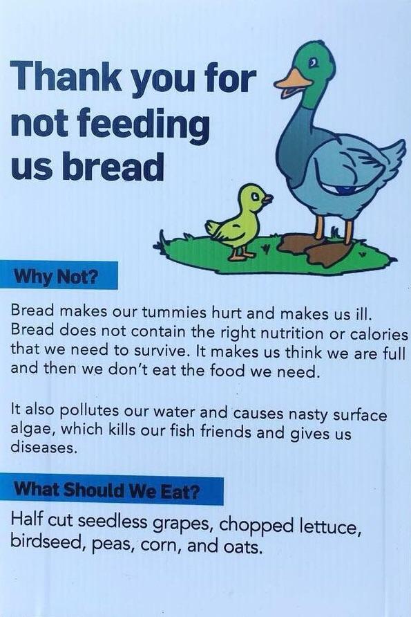 What should ducks eat? r/coolguides