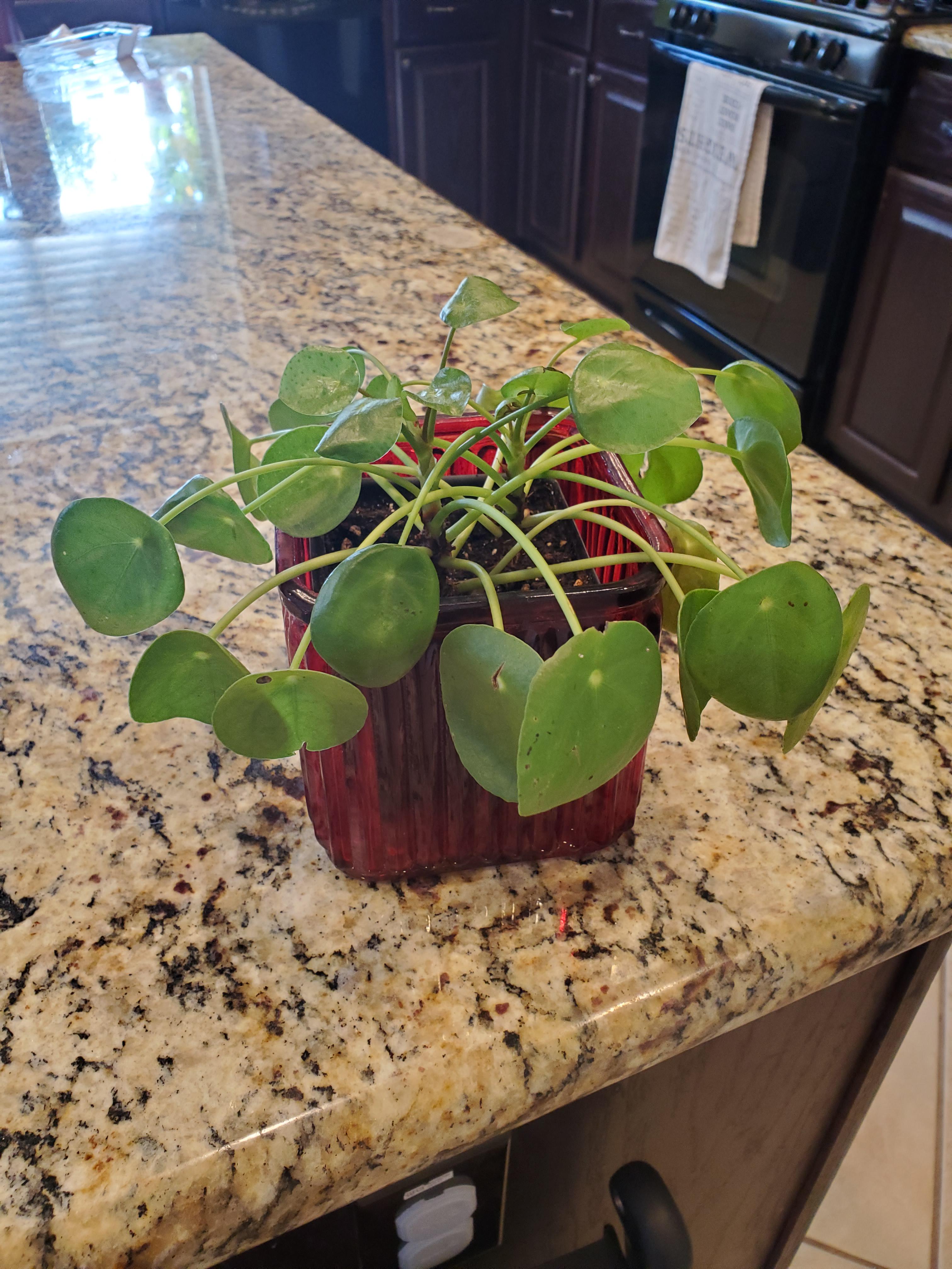What used to be my happy pilea is so sad! r/plantclinic