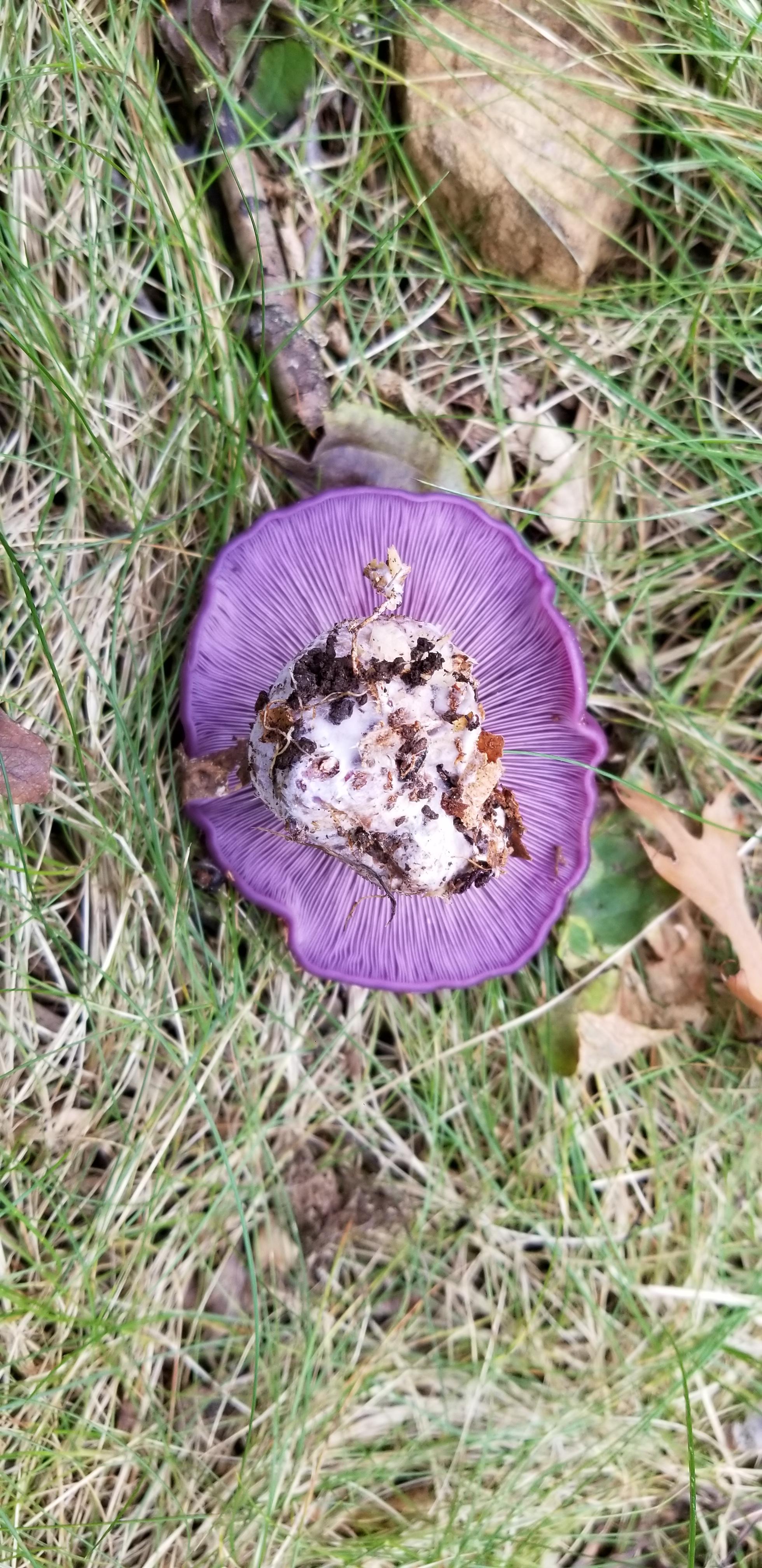The most purple mushroom I have seen. Madison, WI. r/mycology