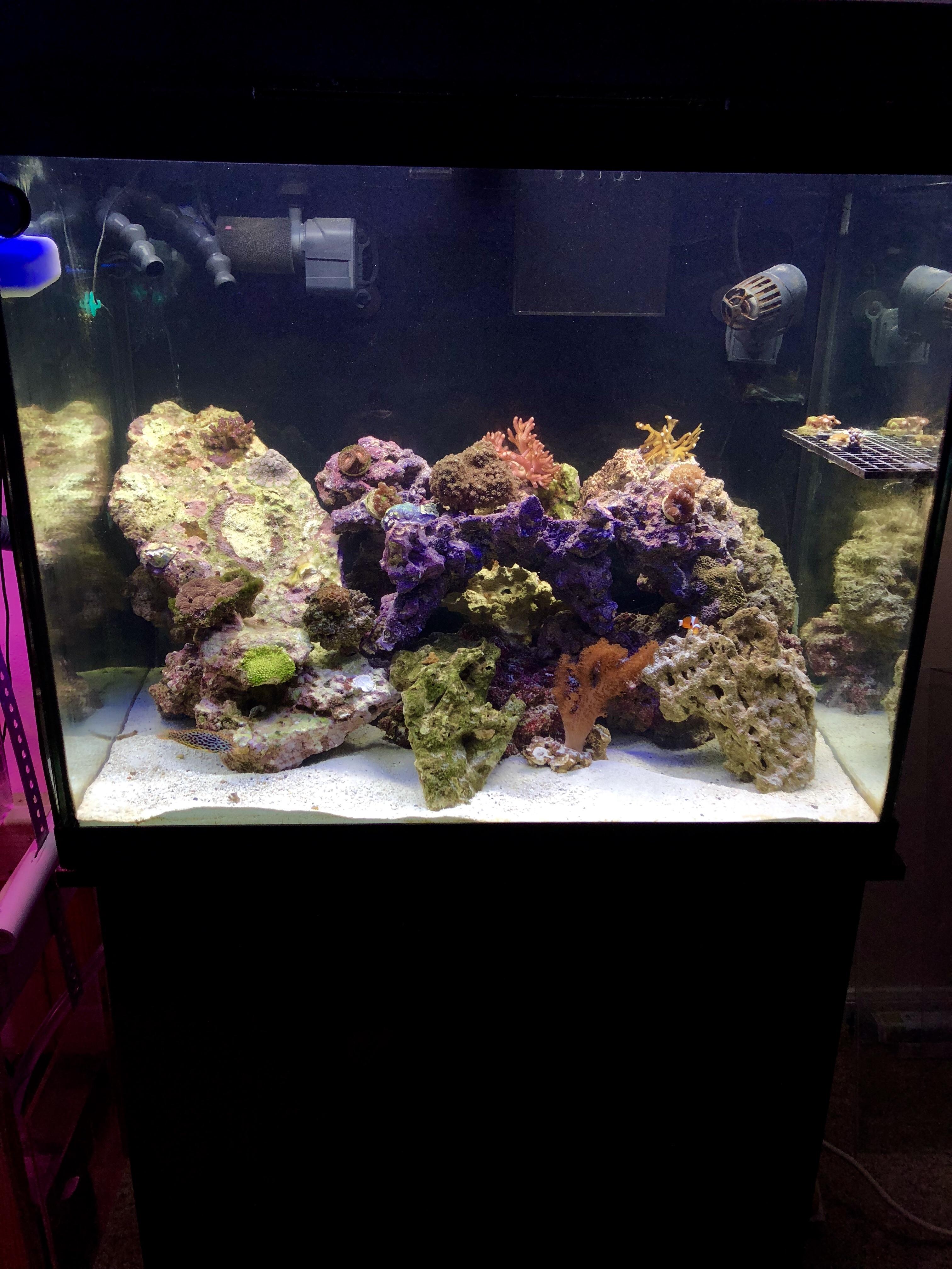 I received that giant rock on the left for 20 yesterday, corals