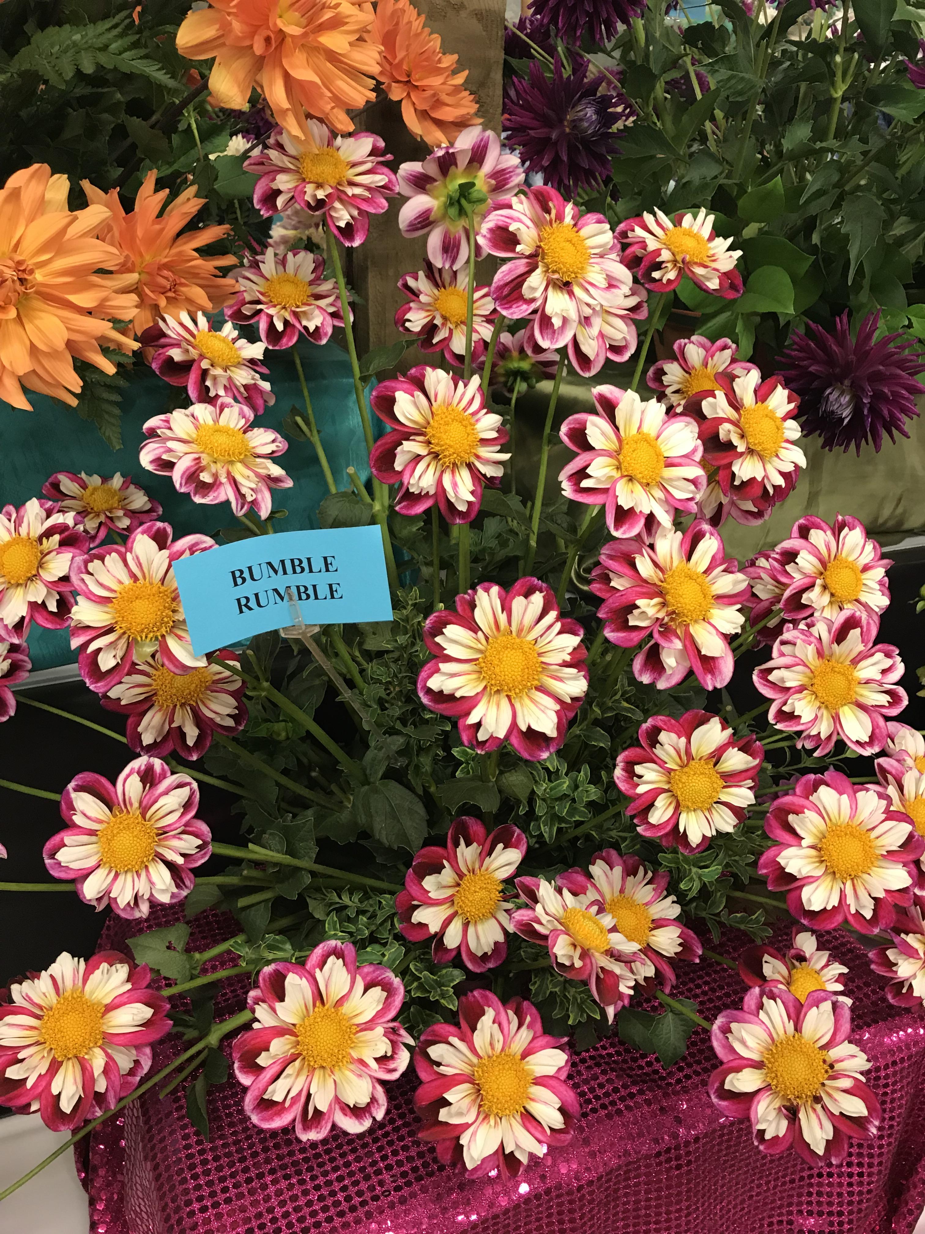 Went to the Swan Island Dahlia festival yesterday just south of