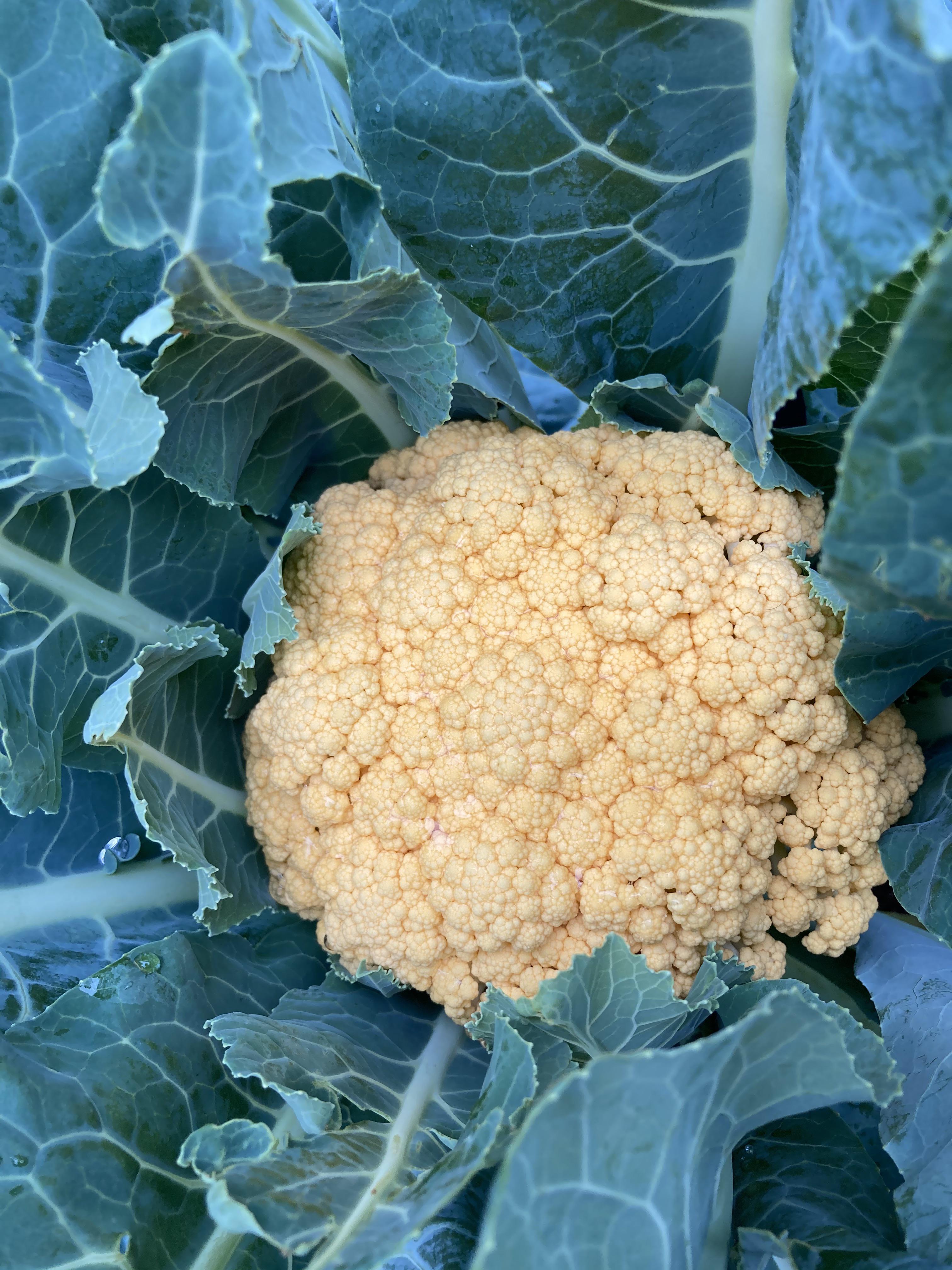 When do you know cauliflower is ready to harvest? This one is about 45
