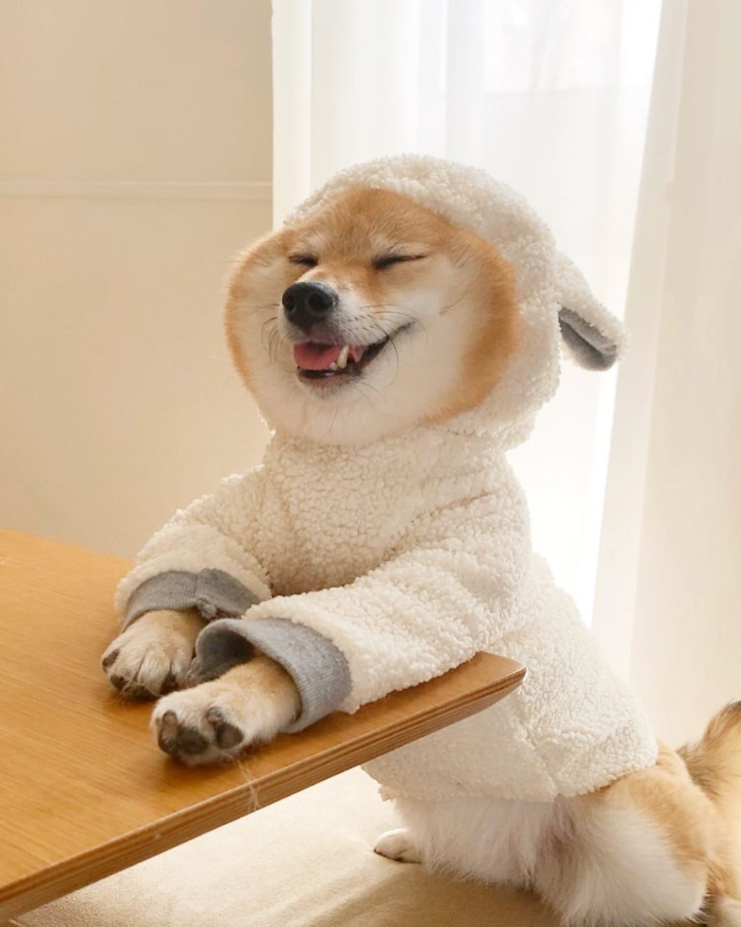 A Shiba Inu in Sheep's Clothing