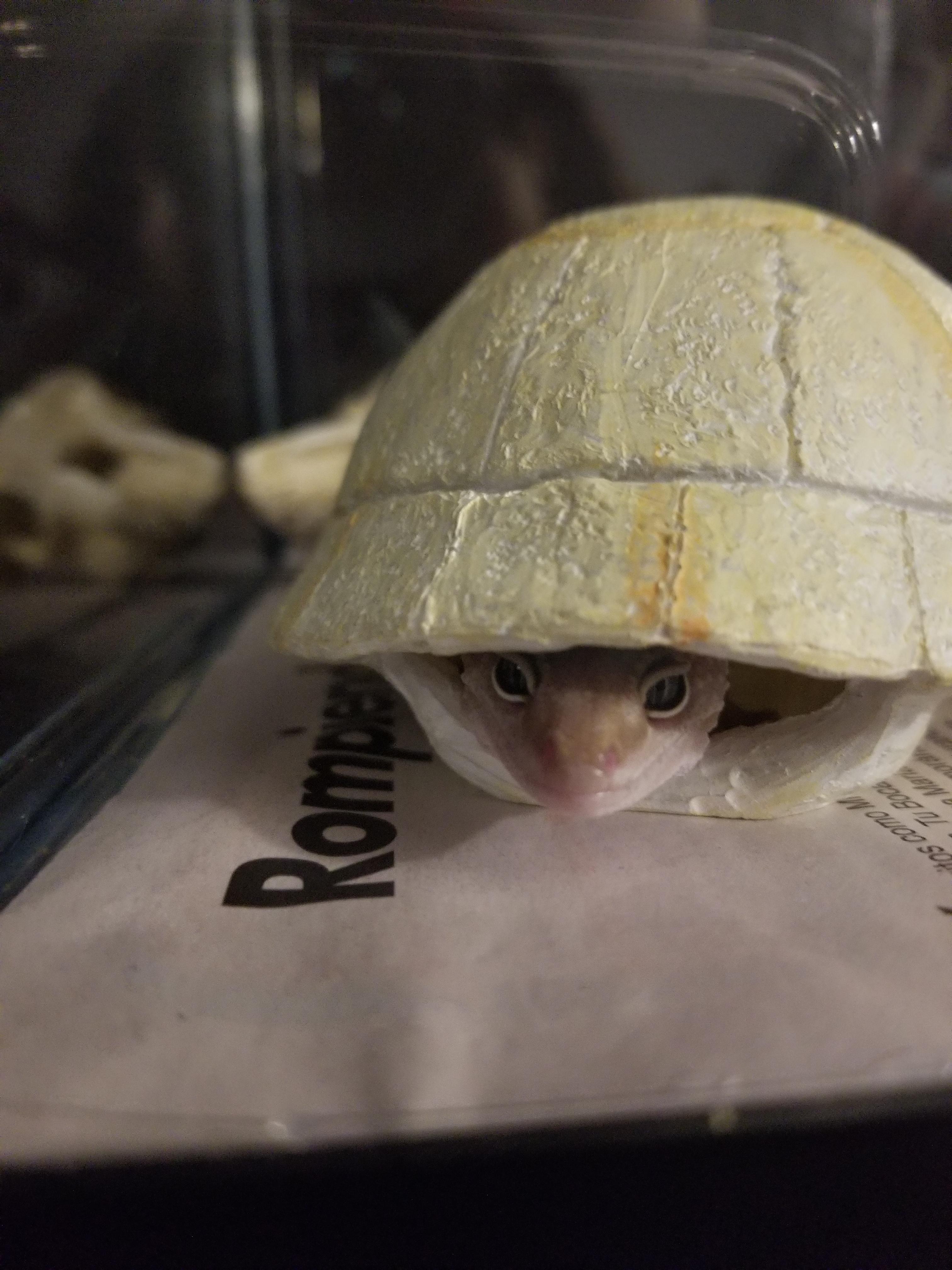 I think something's wrong with my turtle? r/reptiles