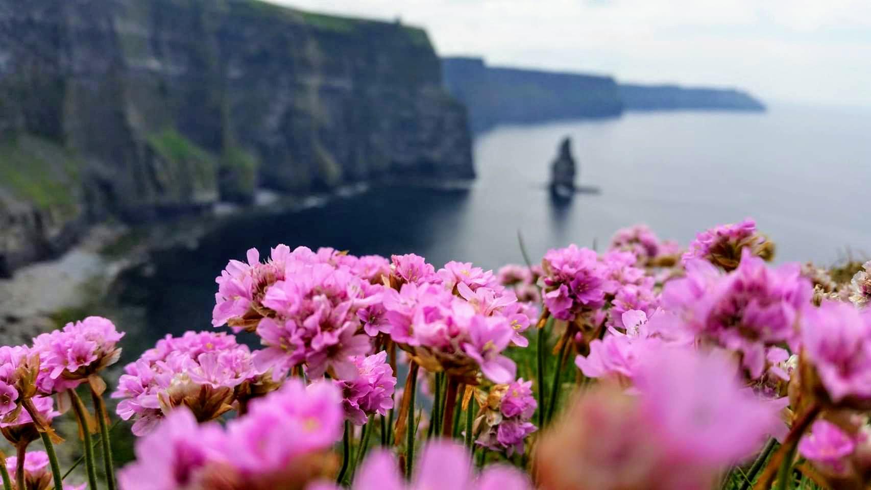 [OC] Flowers on the edge of the Cliffs of Moher, Ireland [1706x960] r