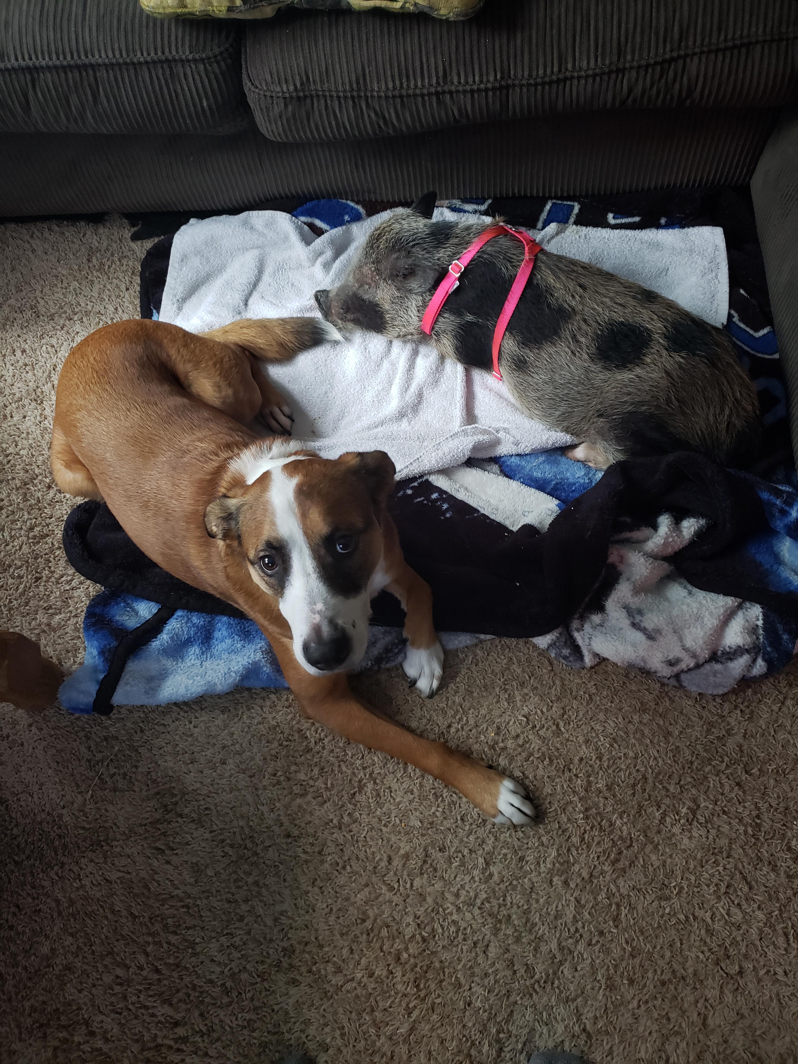 My dog and pig sharing the blankets r/lookatmydog