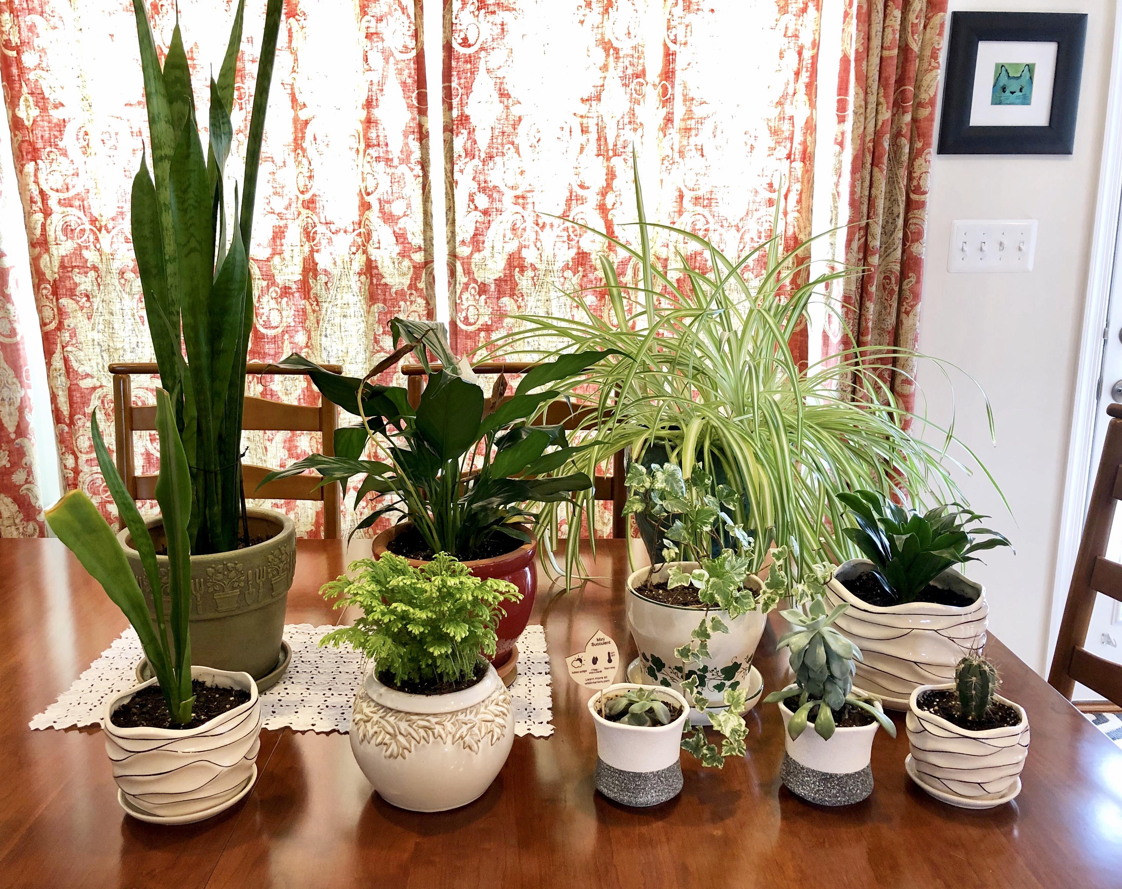 Plants finally all got nice pots; thought I'd bring them together for a