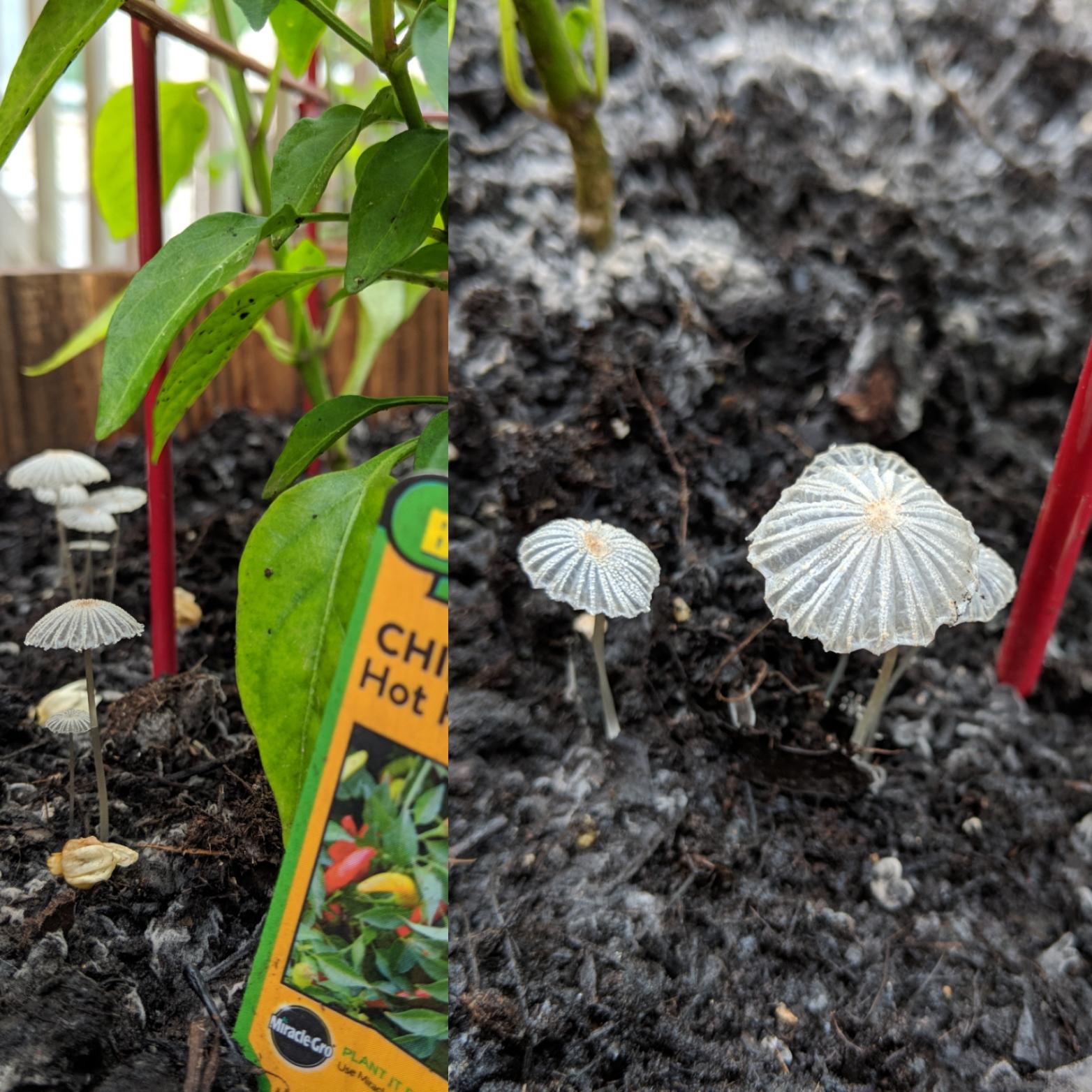 Friends of the Red Hot Chili Peppers r/mycology