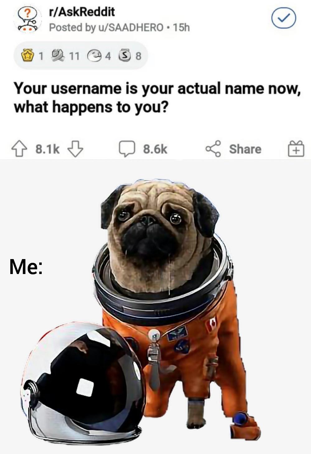 Dog with a space career, I love it r/memes