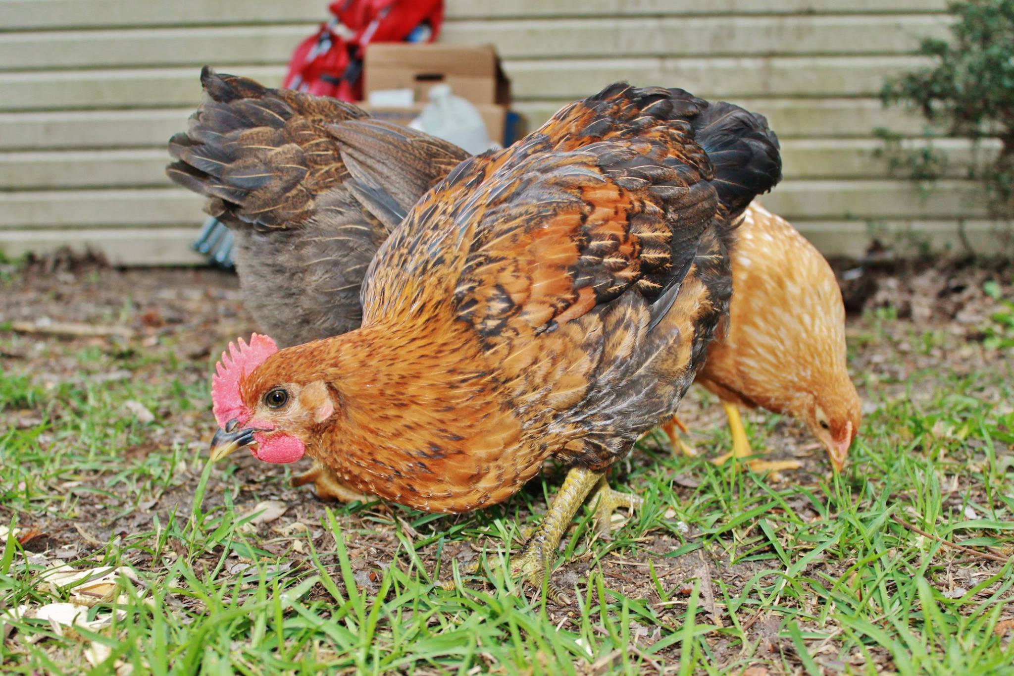 The last of our original 3 chickens died yesterday. She was over 5