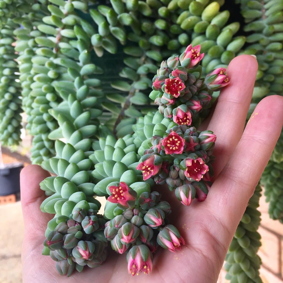 961 best Burros images on Pholder Succulents, Houseplants and HU Estation