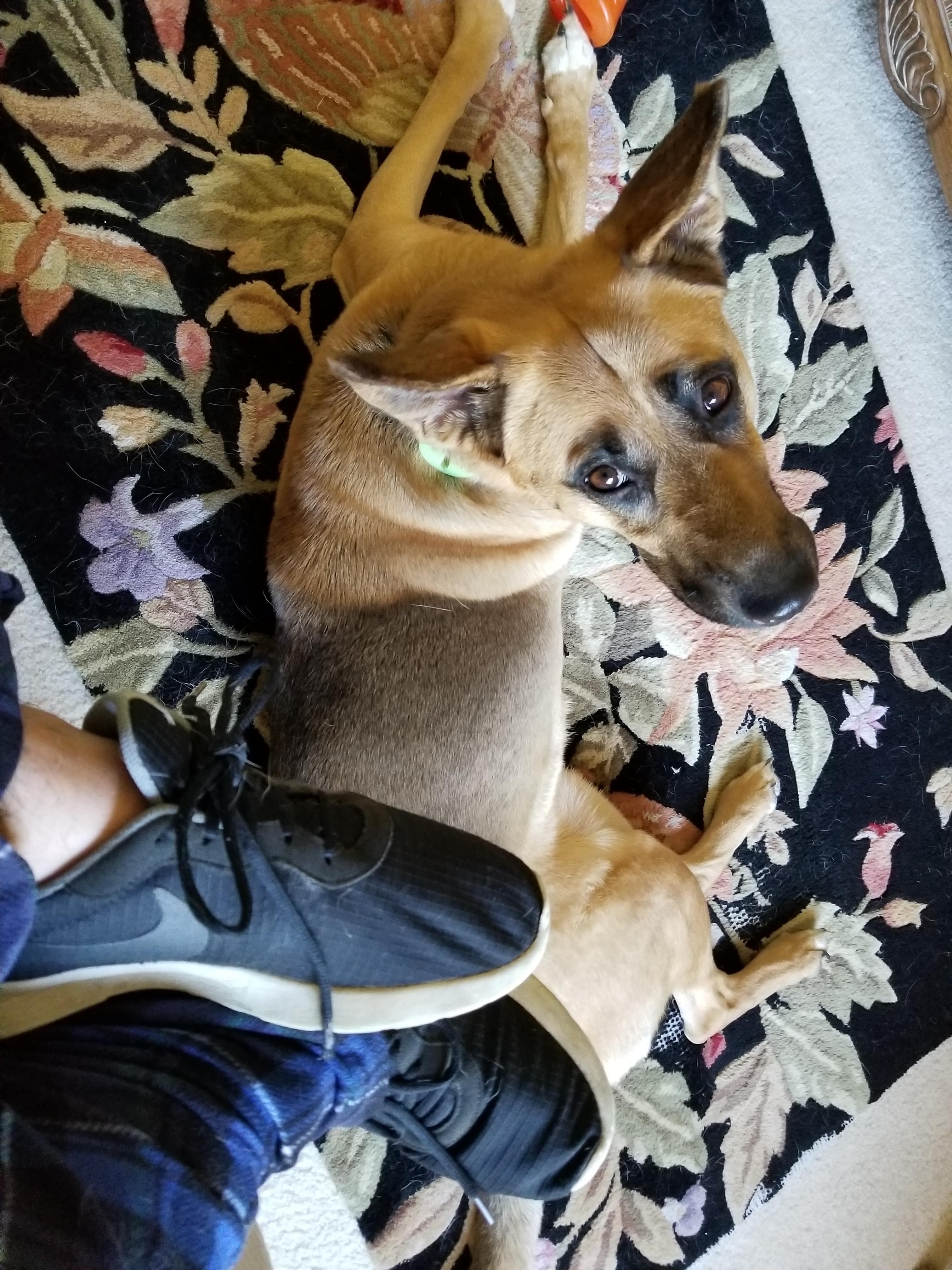 When your dog looks at you with those eyes of pure affection r/GirlsMirin