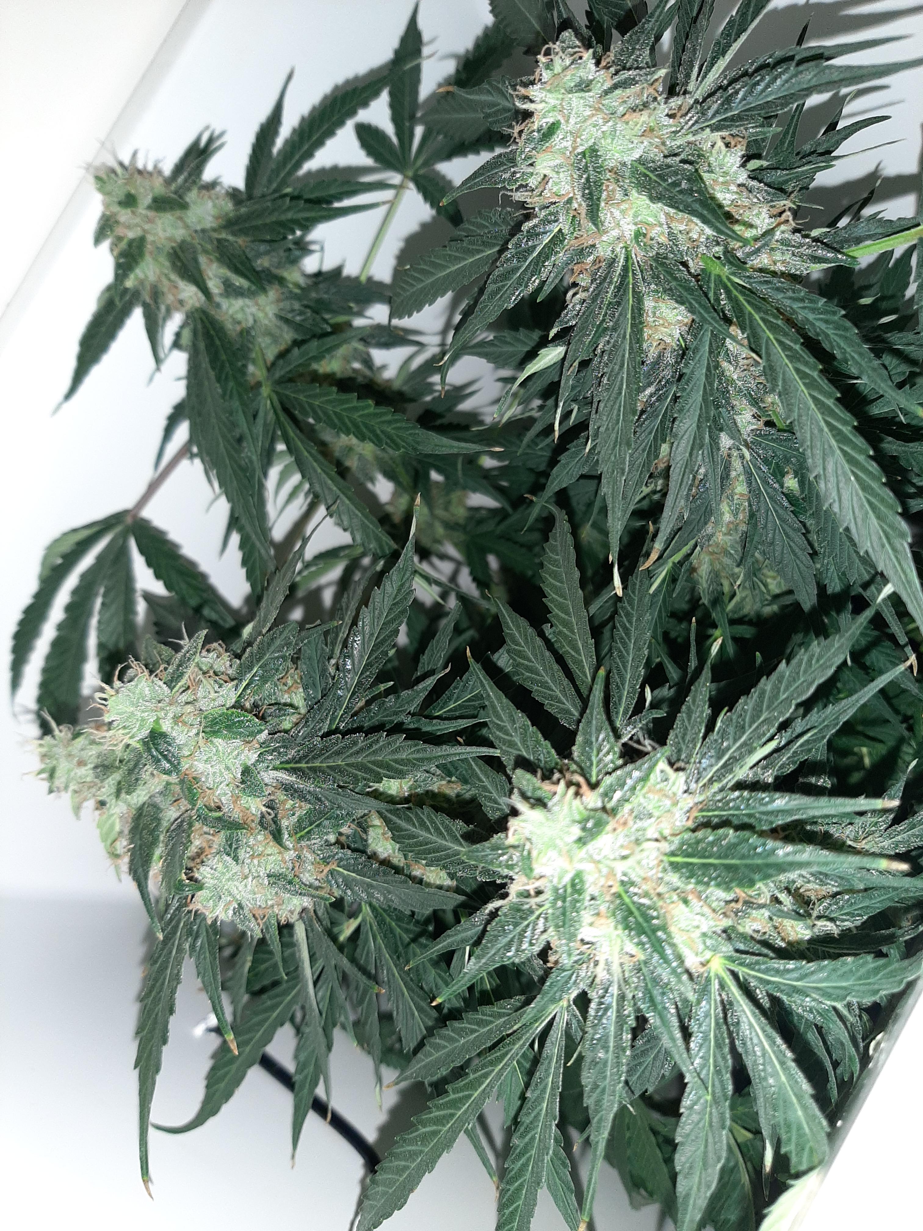 Firsr successful grow (Northern Lights autoflower) 67 days from seed