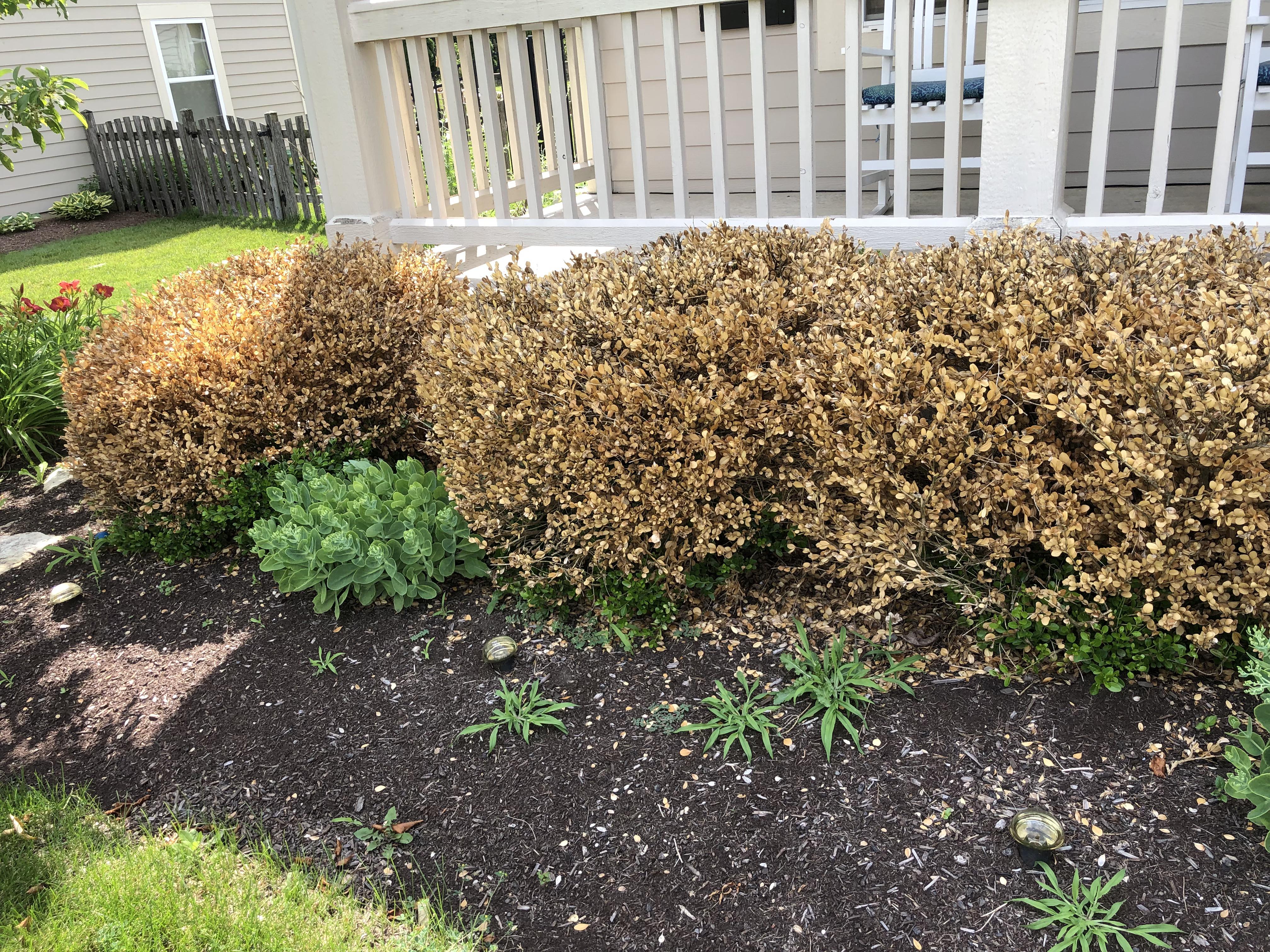 Help! The record breaking cold this past winter killed our boxwoods. I