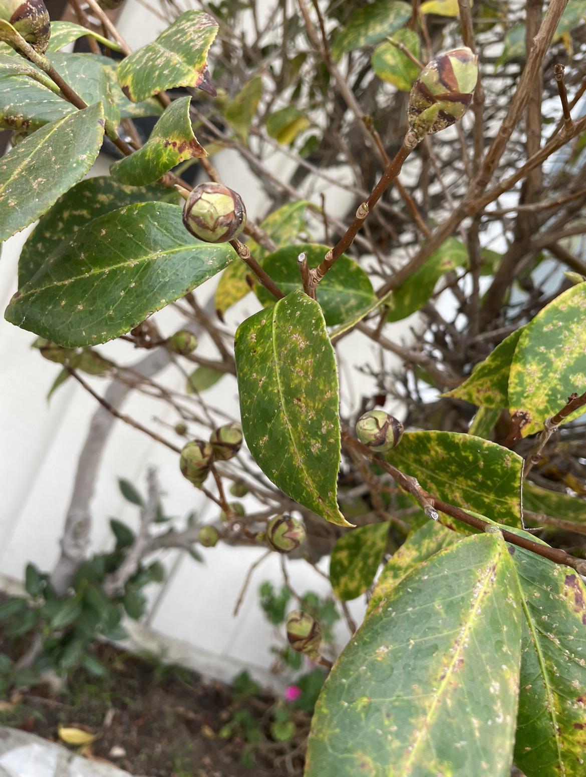 Camellia leaves have dropped. Does this look like bug infestation? r