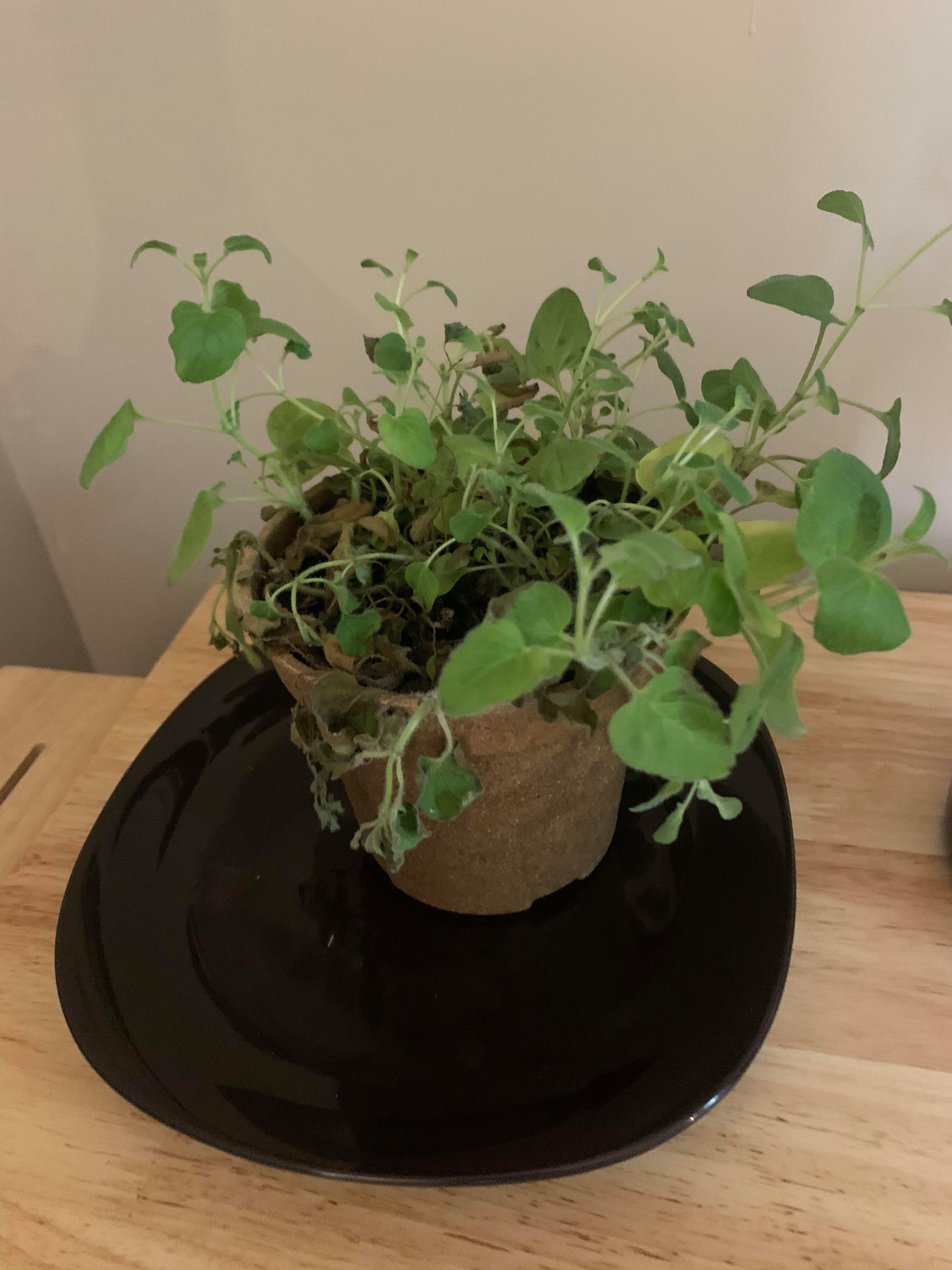 My friend’s Oregano is wilting, I suspected root rot? It’s being