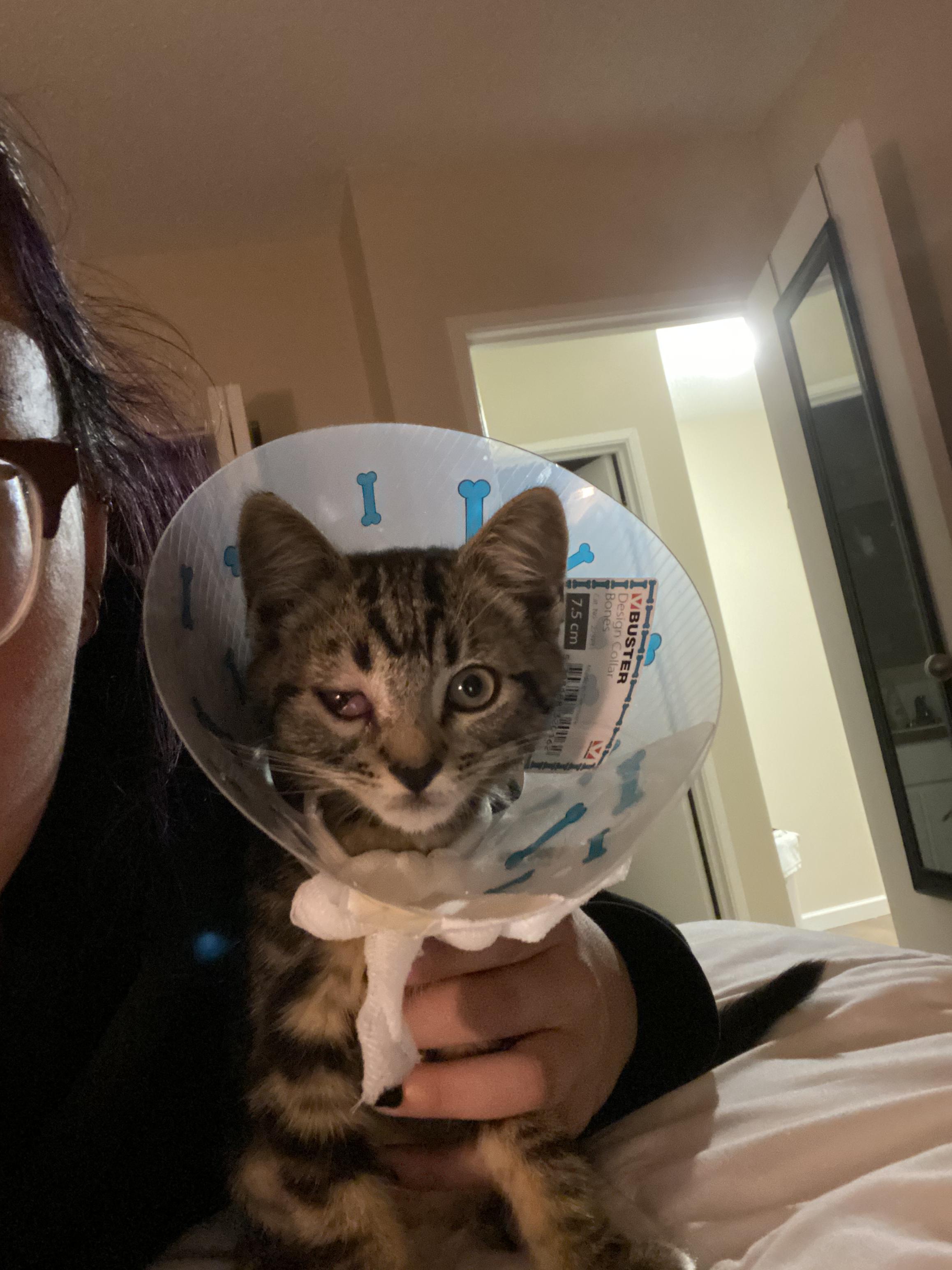 How to help my cat calm down with his new cone on? Need to sleep, uni