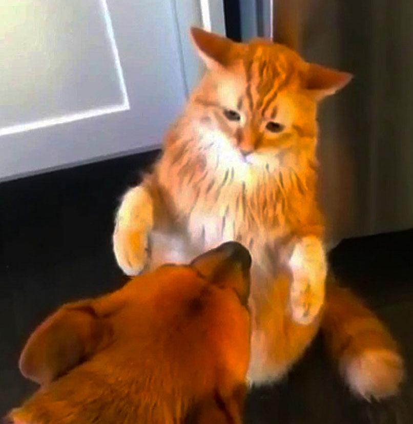 Funny cat slaps dog r/CatSlaps