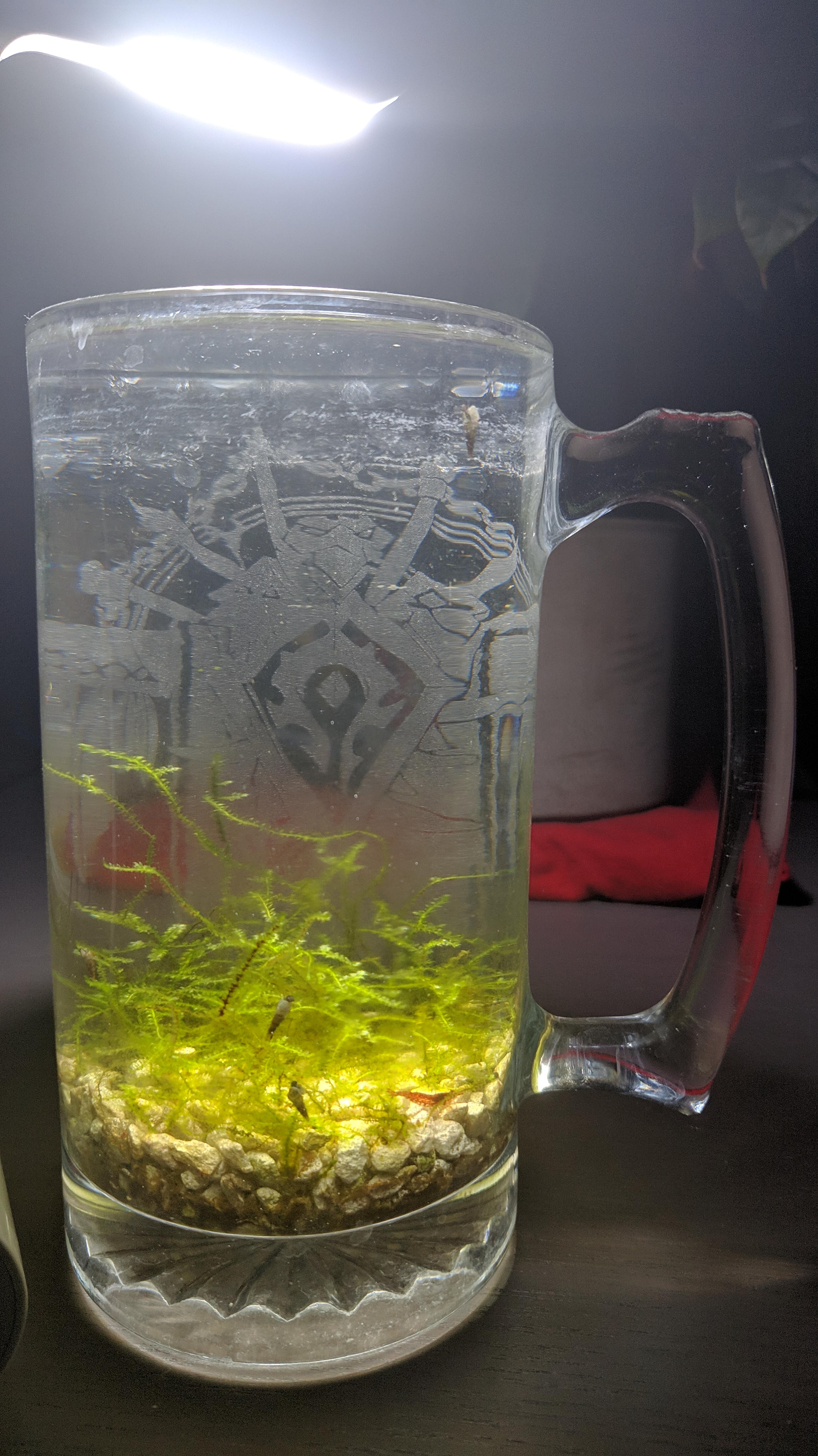 No care, no feed 1 liter aquarium [6 months] Aquariums