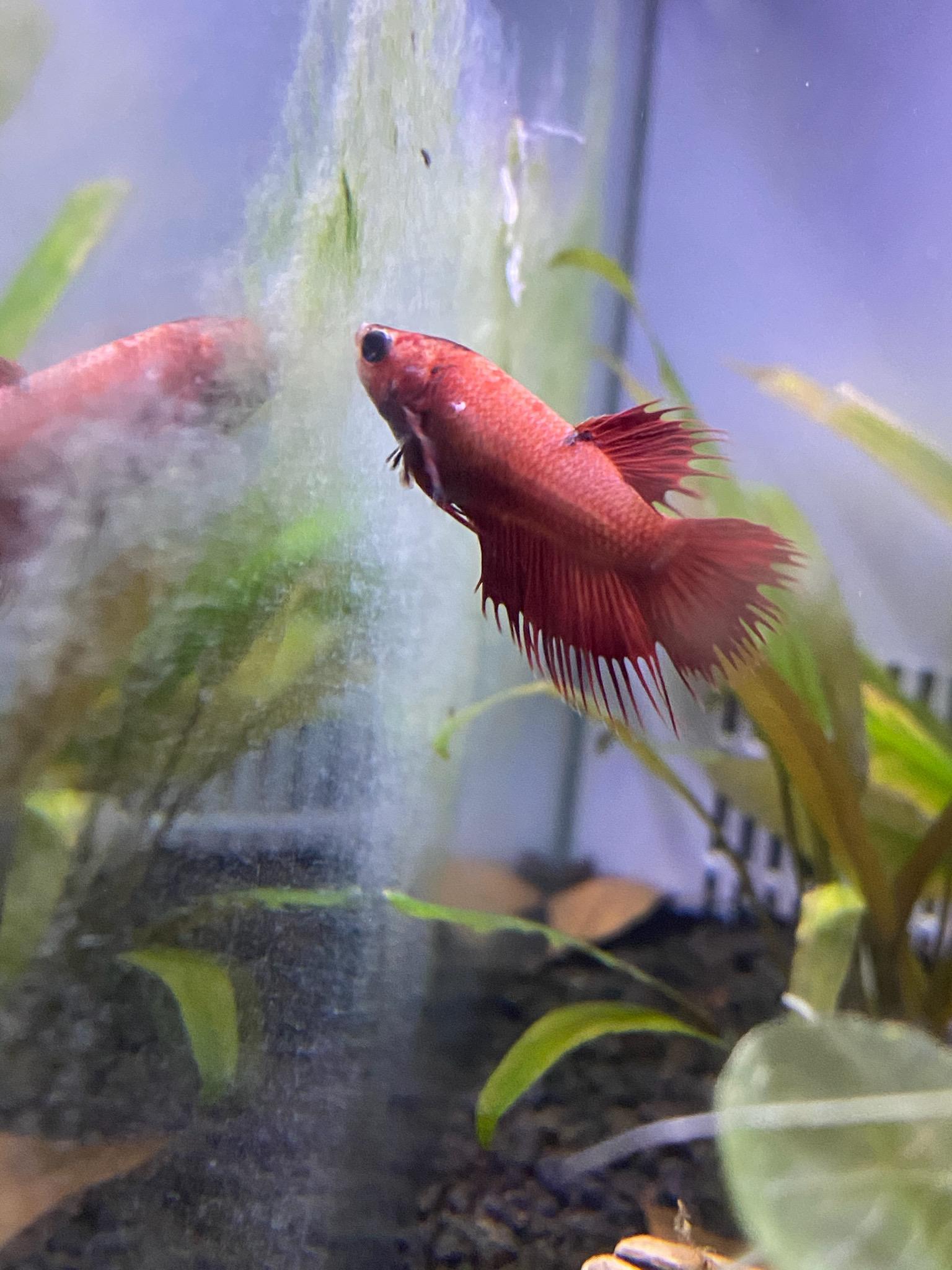 9+ Betta Fish White Spots Ideas