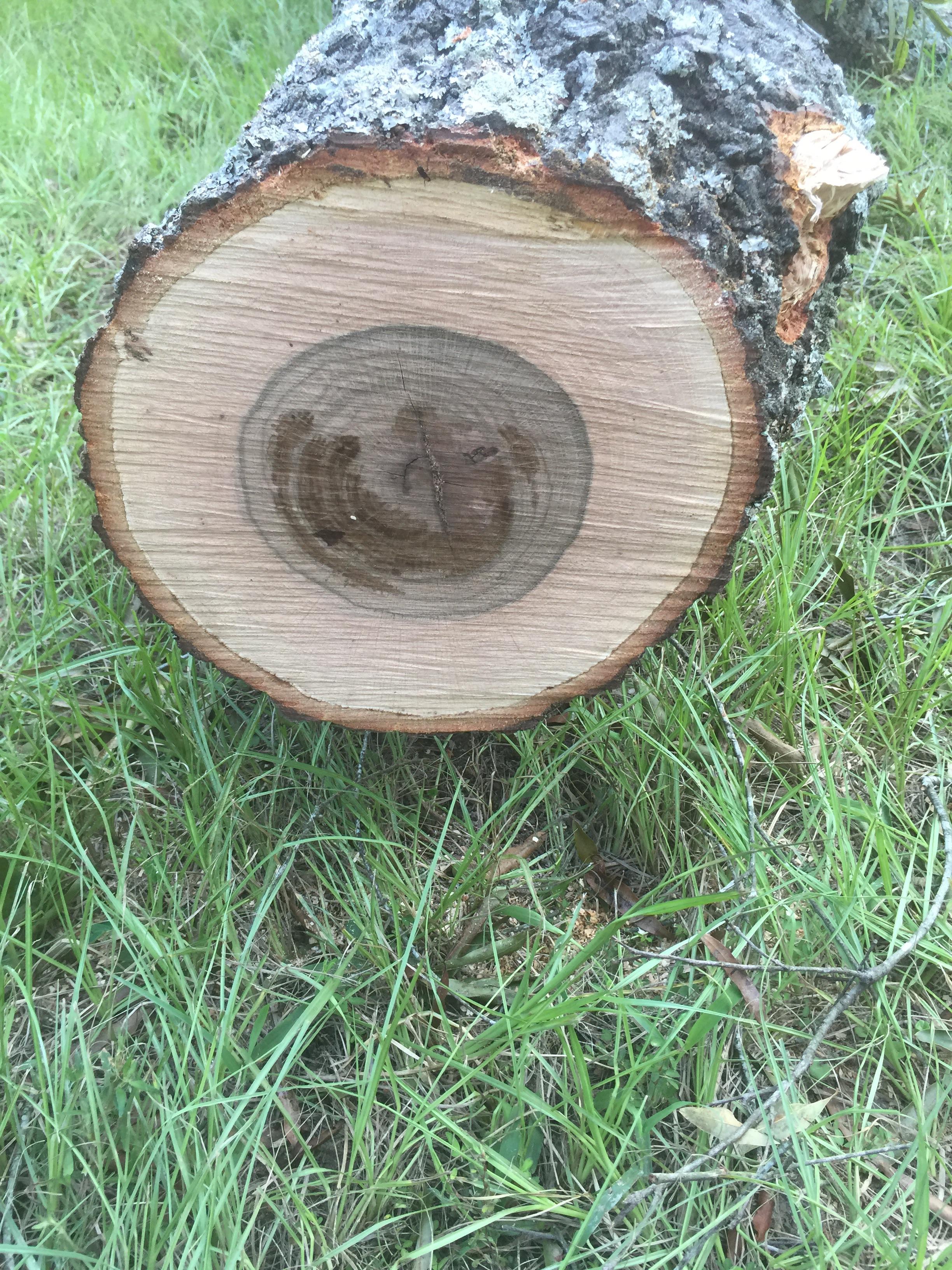 Going to attempt to milk this oak tree tomorrow, is it normal for oak to have such a dark center