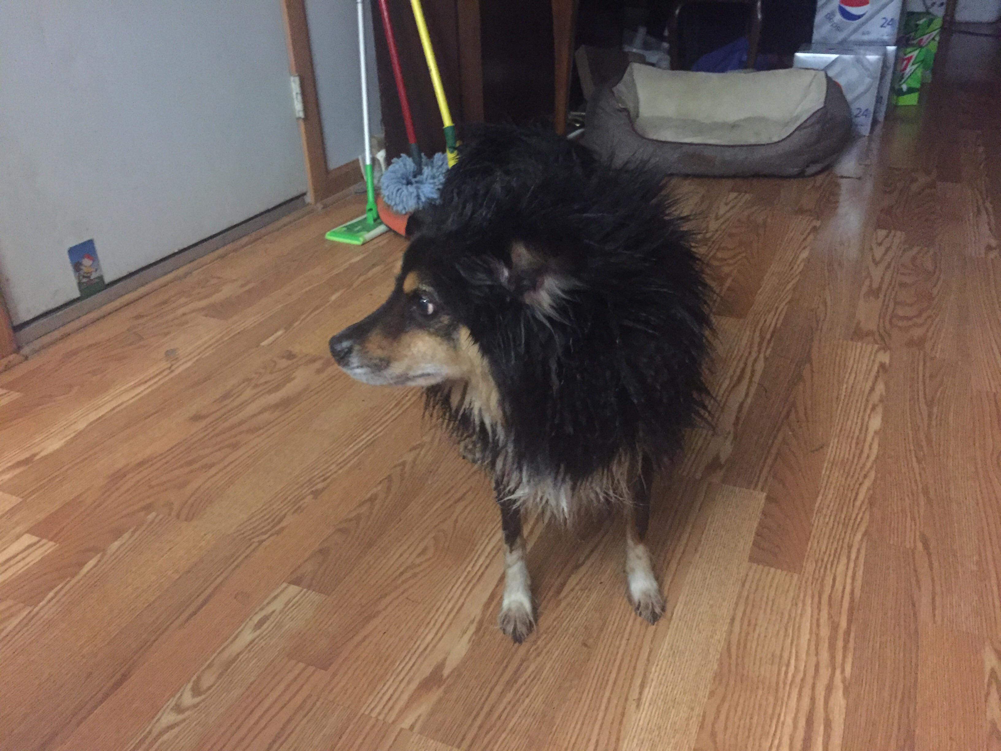 55+ Chow Mixed With Husky l2sanpiero