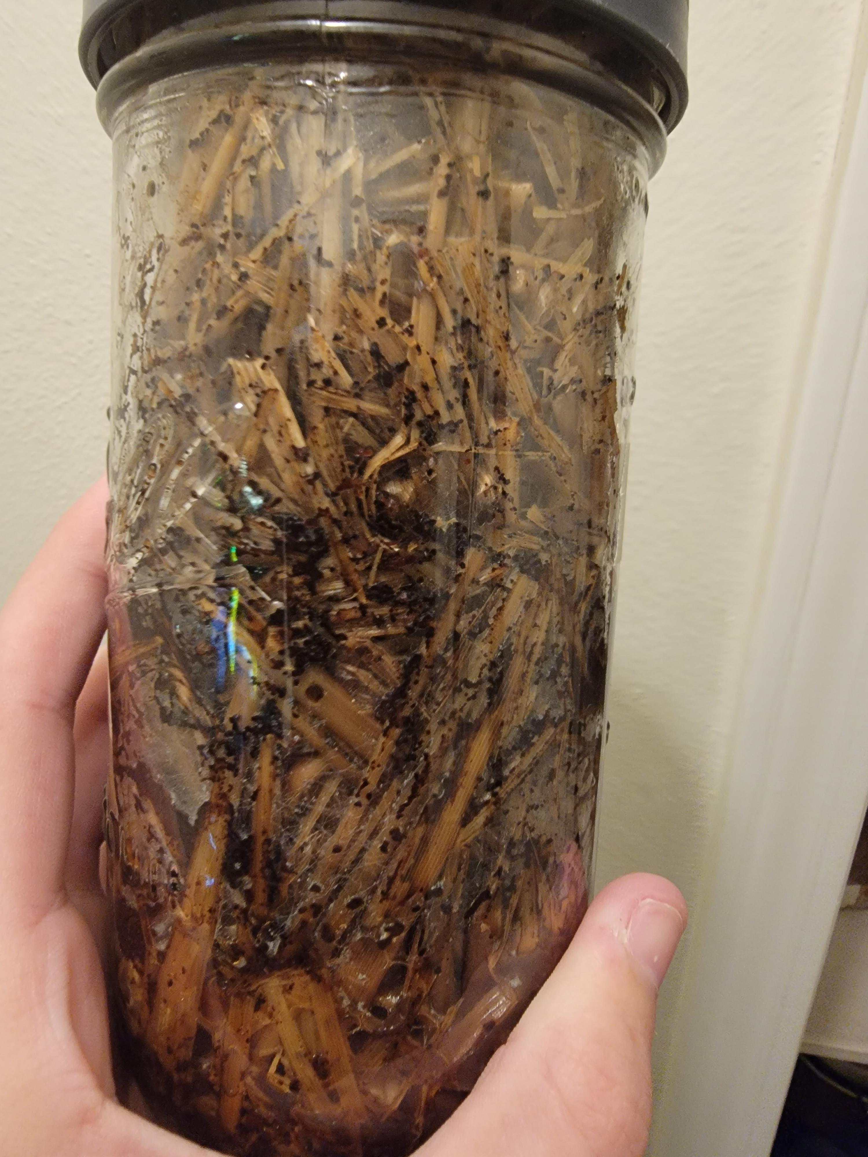 Experiment with straw and coffee grounds. Spores inserted 10 days ago