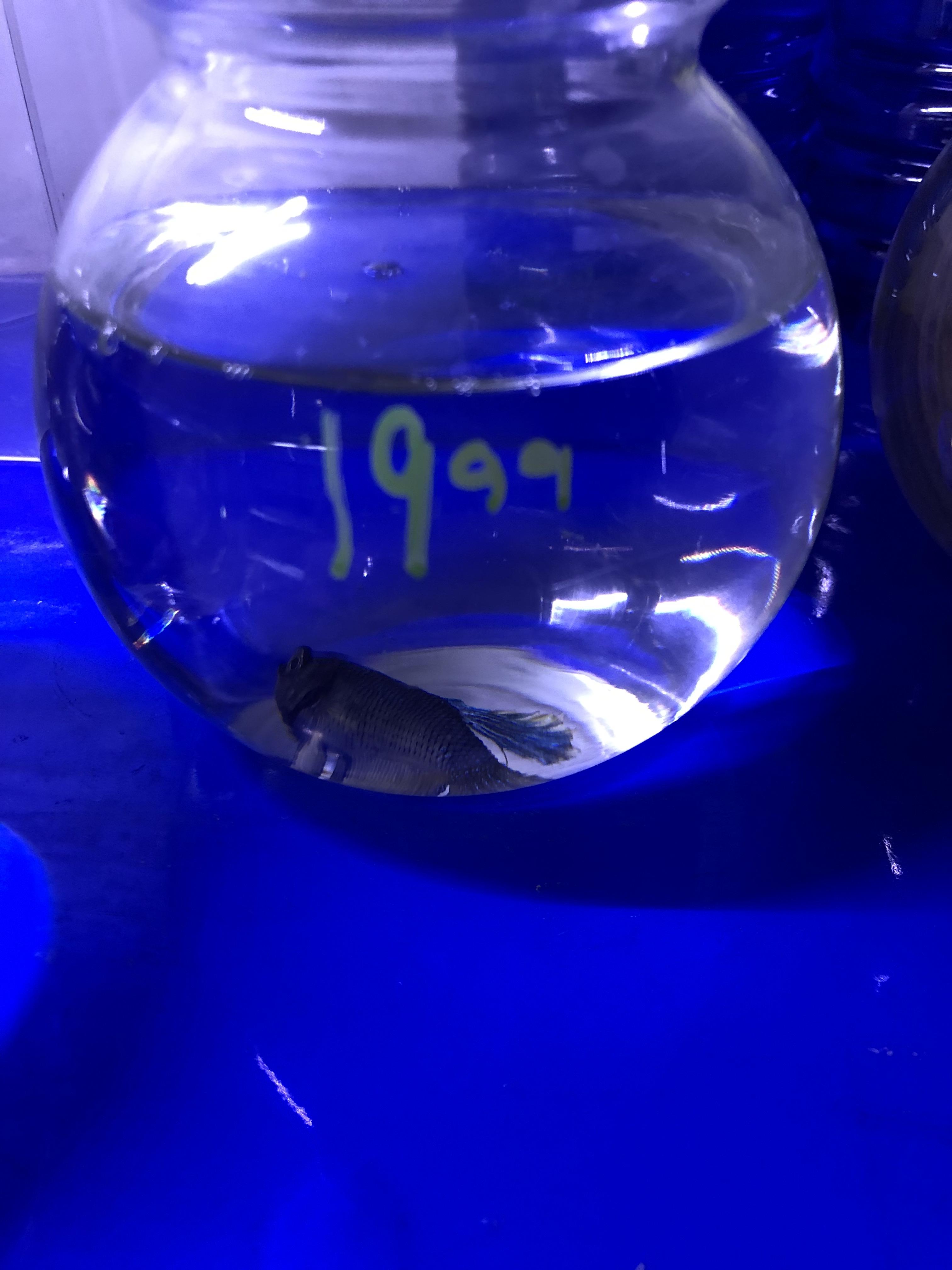 “Indiana’s Premier Aquatics Store” Aquarium World, Lafayette, IN r