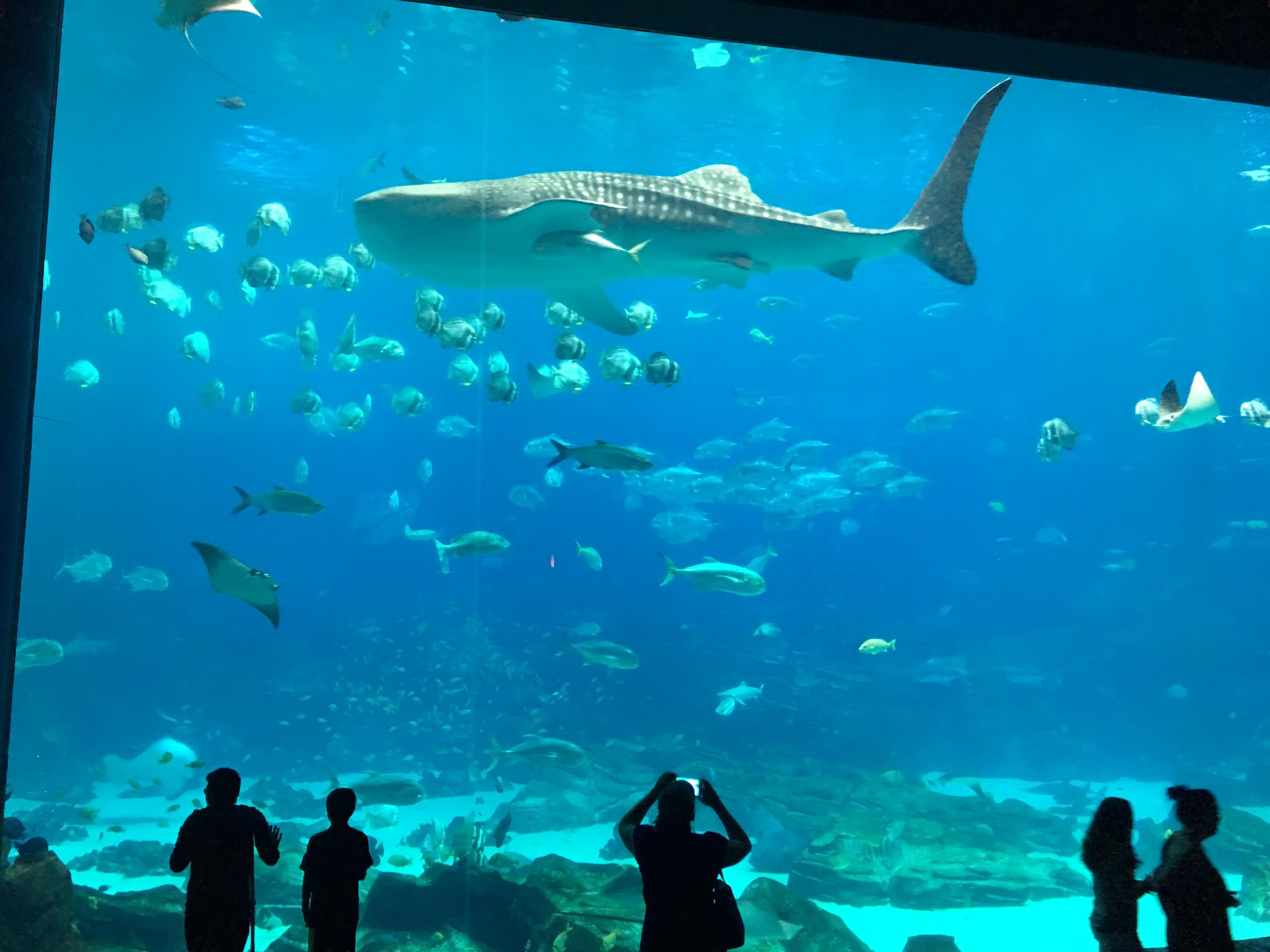 171 best Aquarium images on Pholder Pics, Aquariums and Atlanta